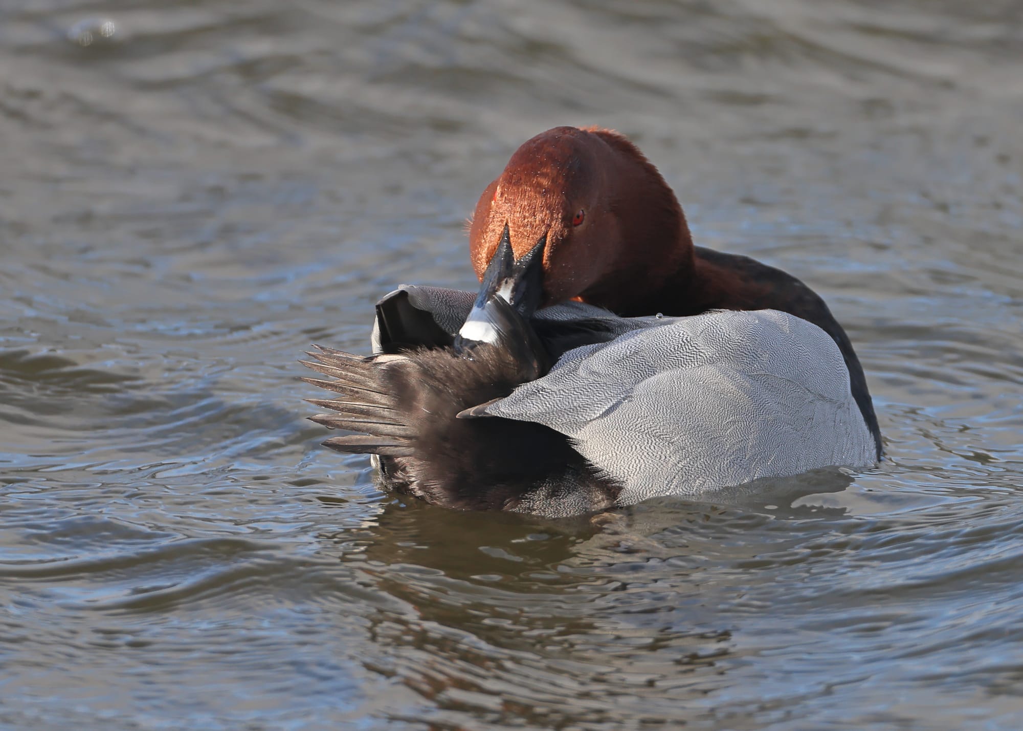 Pochard