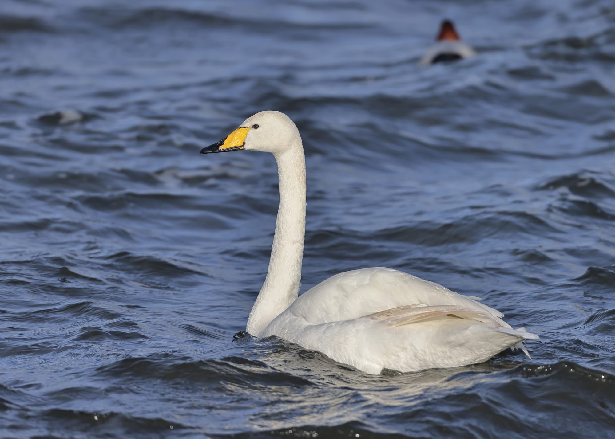 Whooper Swan