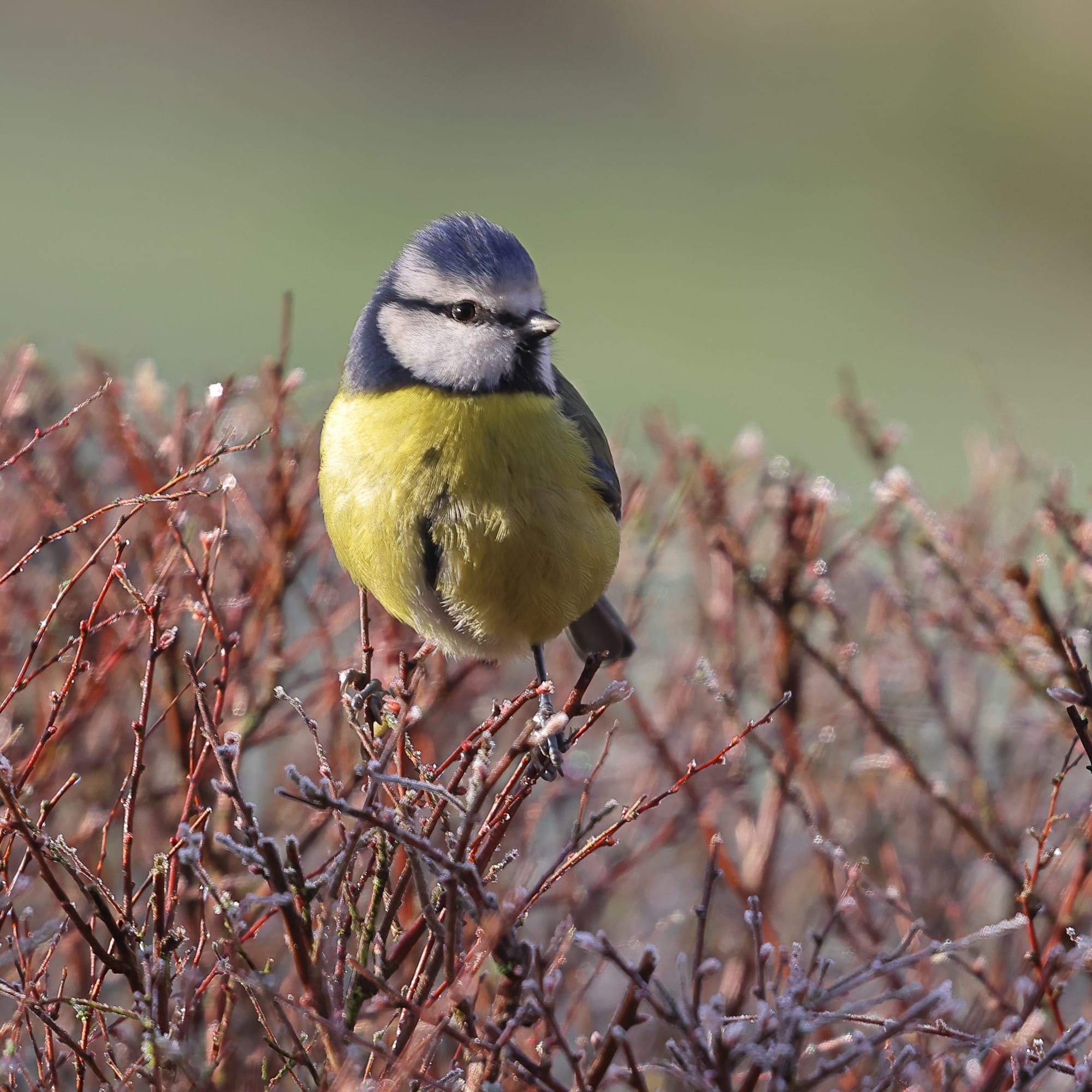 Blue Tit