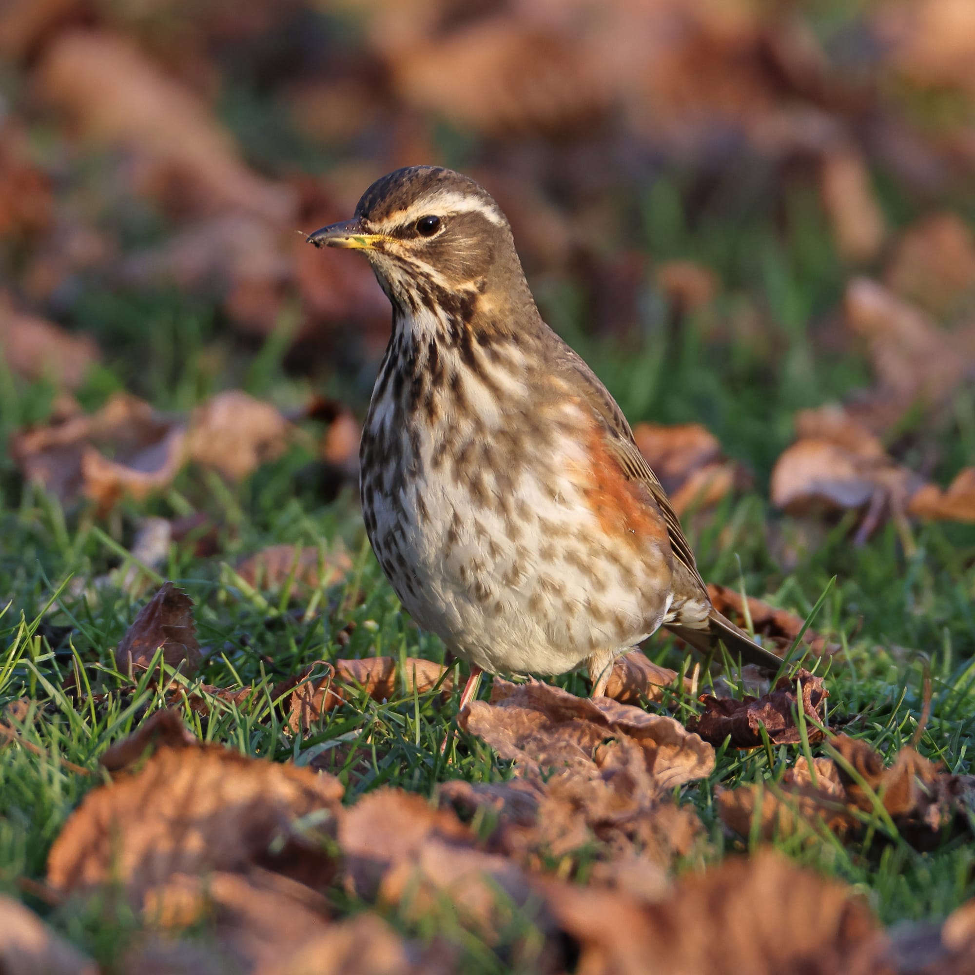 Redwing