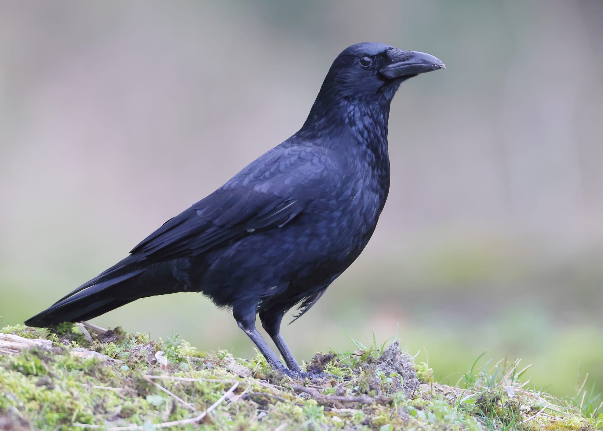 Carrion Crow