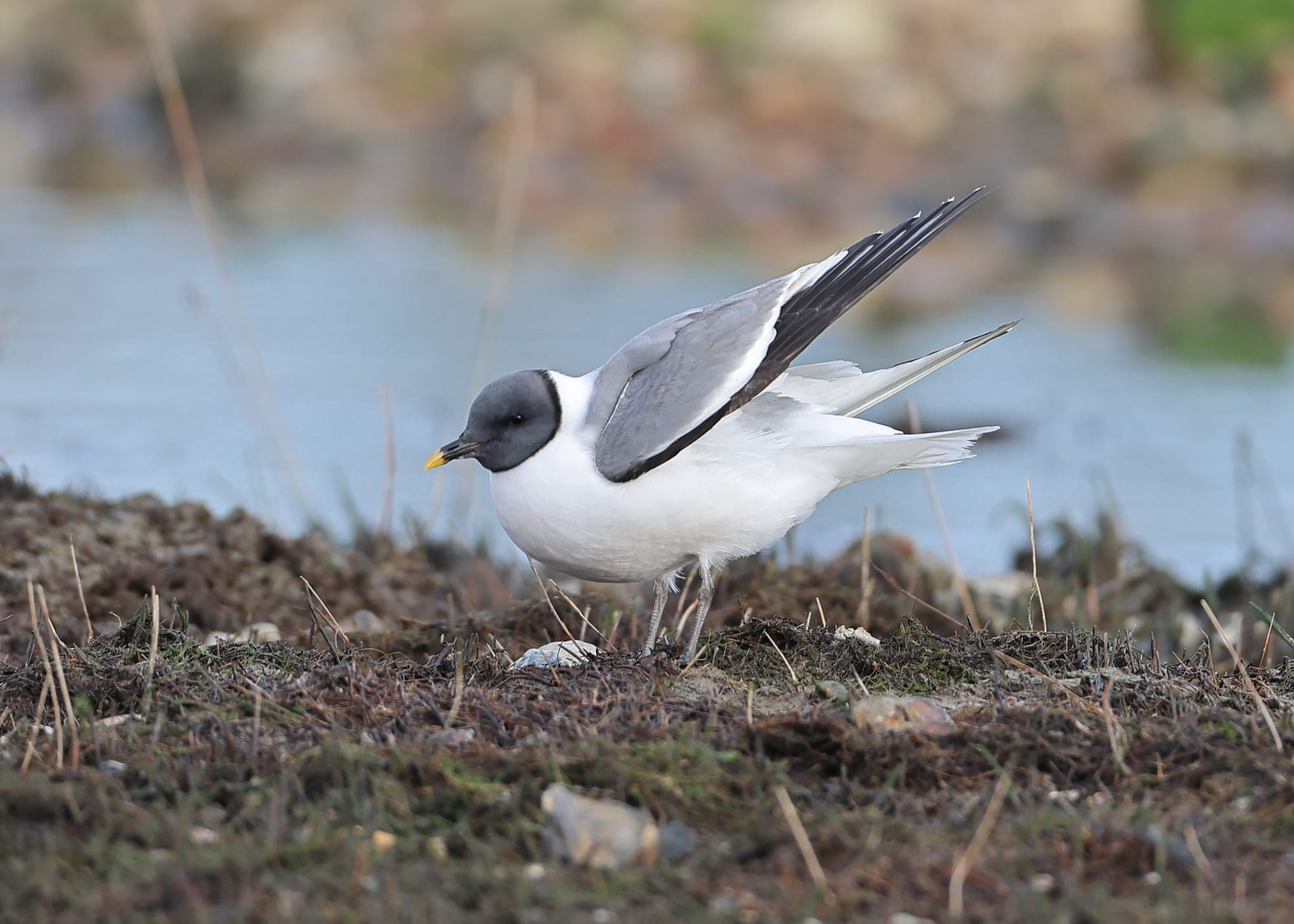 Sabine's Gull