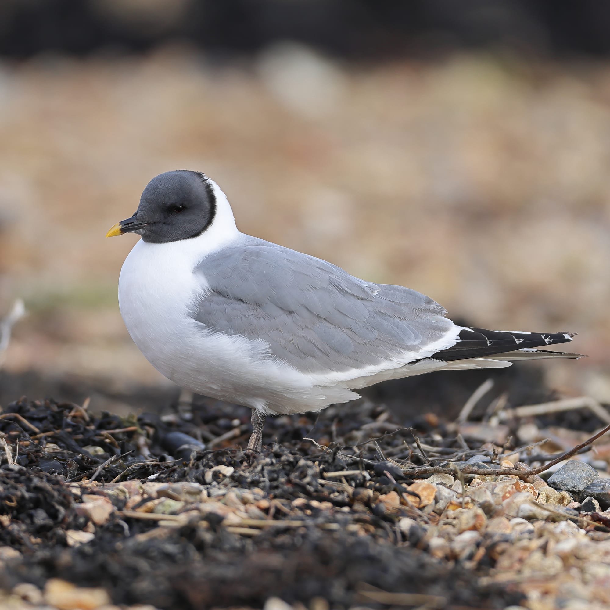 Sabine's Gull