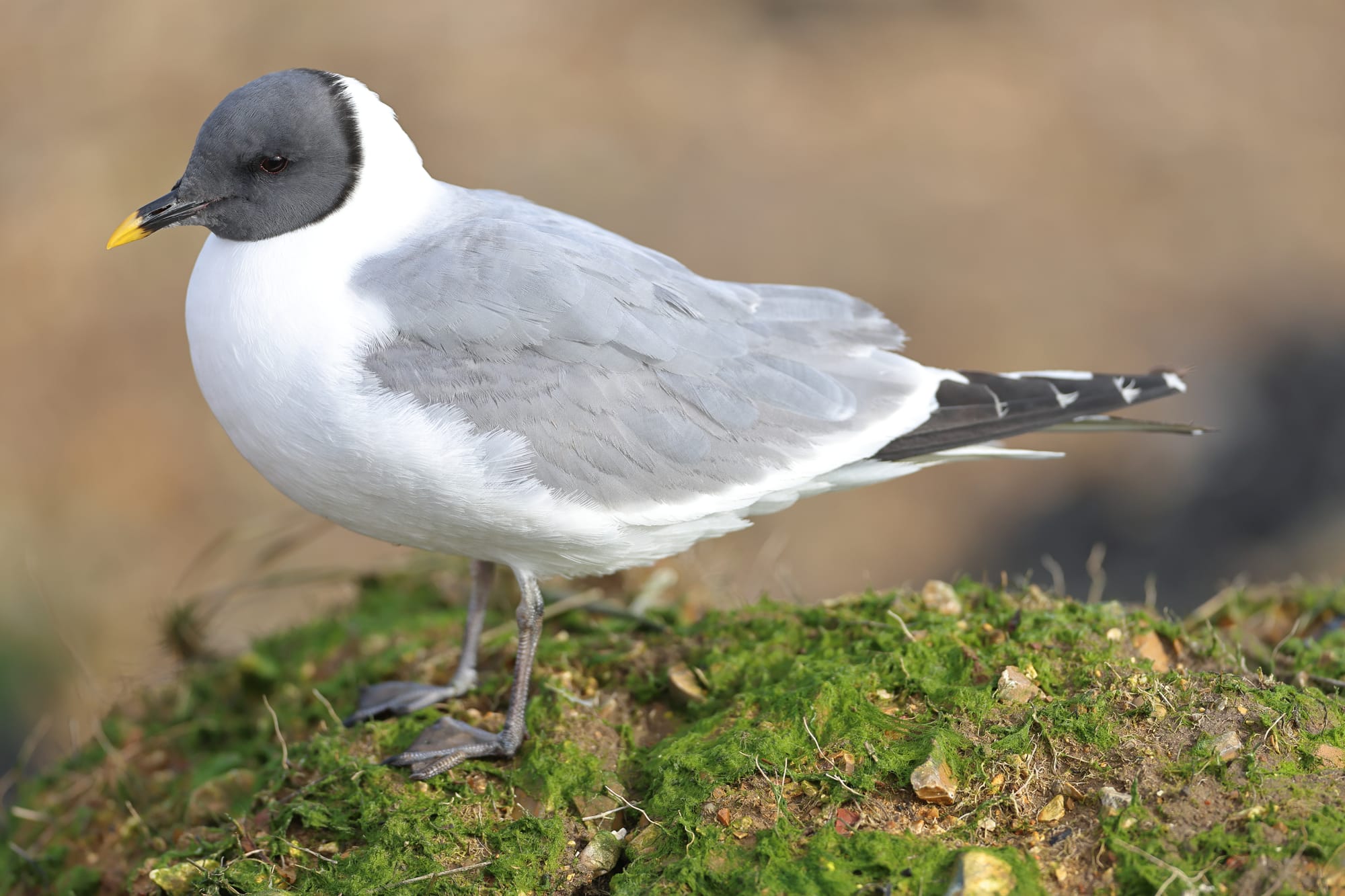 Sabine's Gull