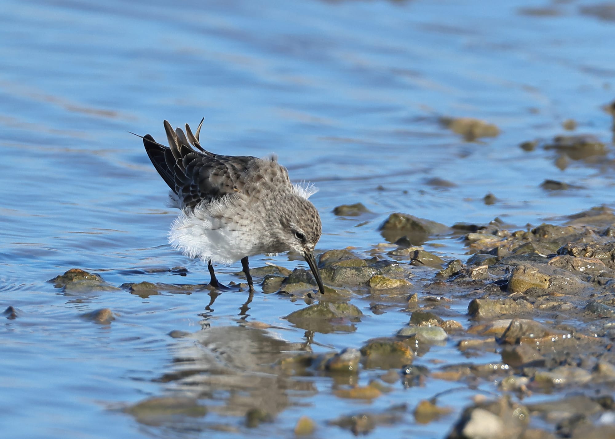 White-rumped Sandpiper