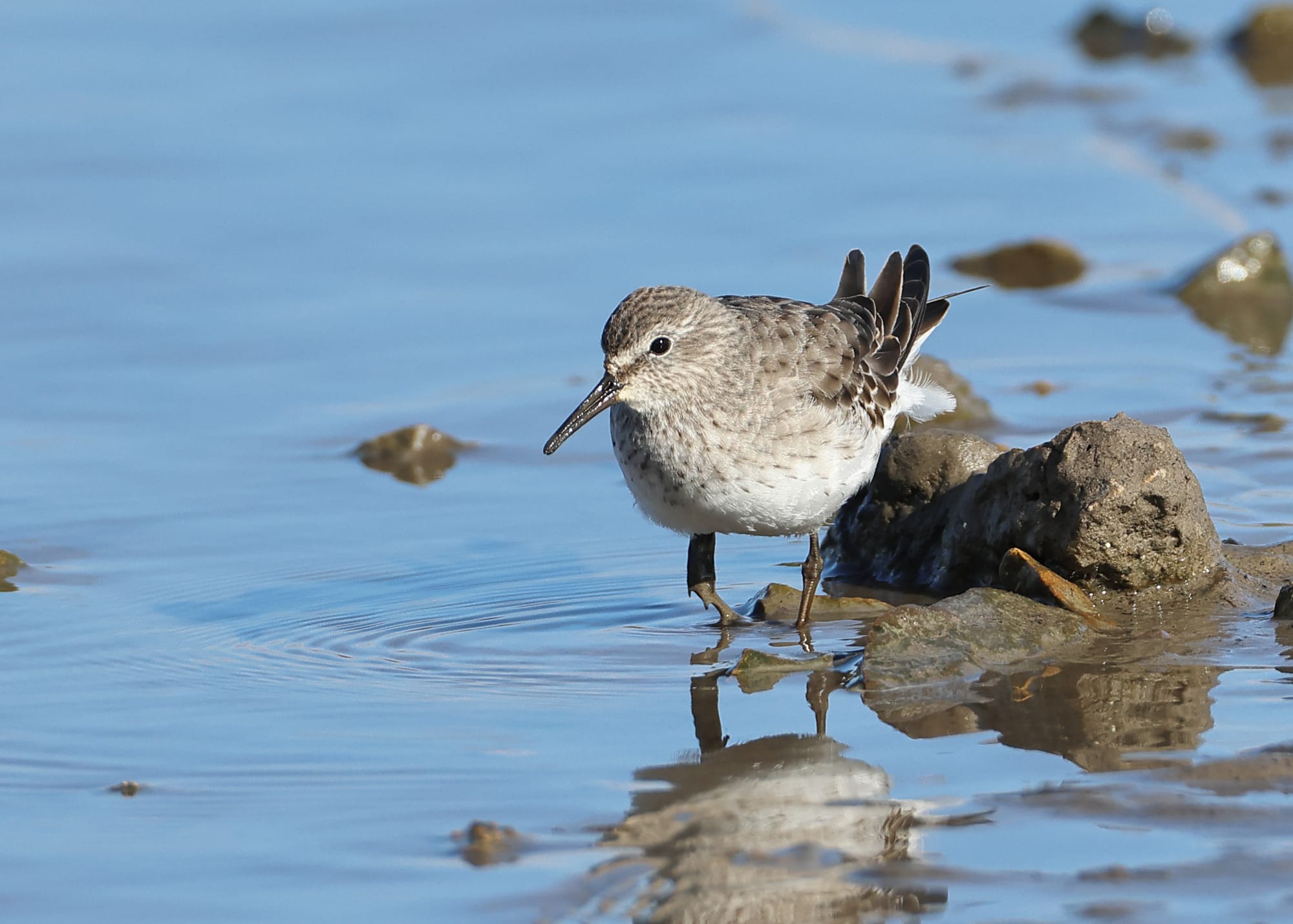 White-rumped Sandpiper