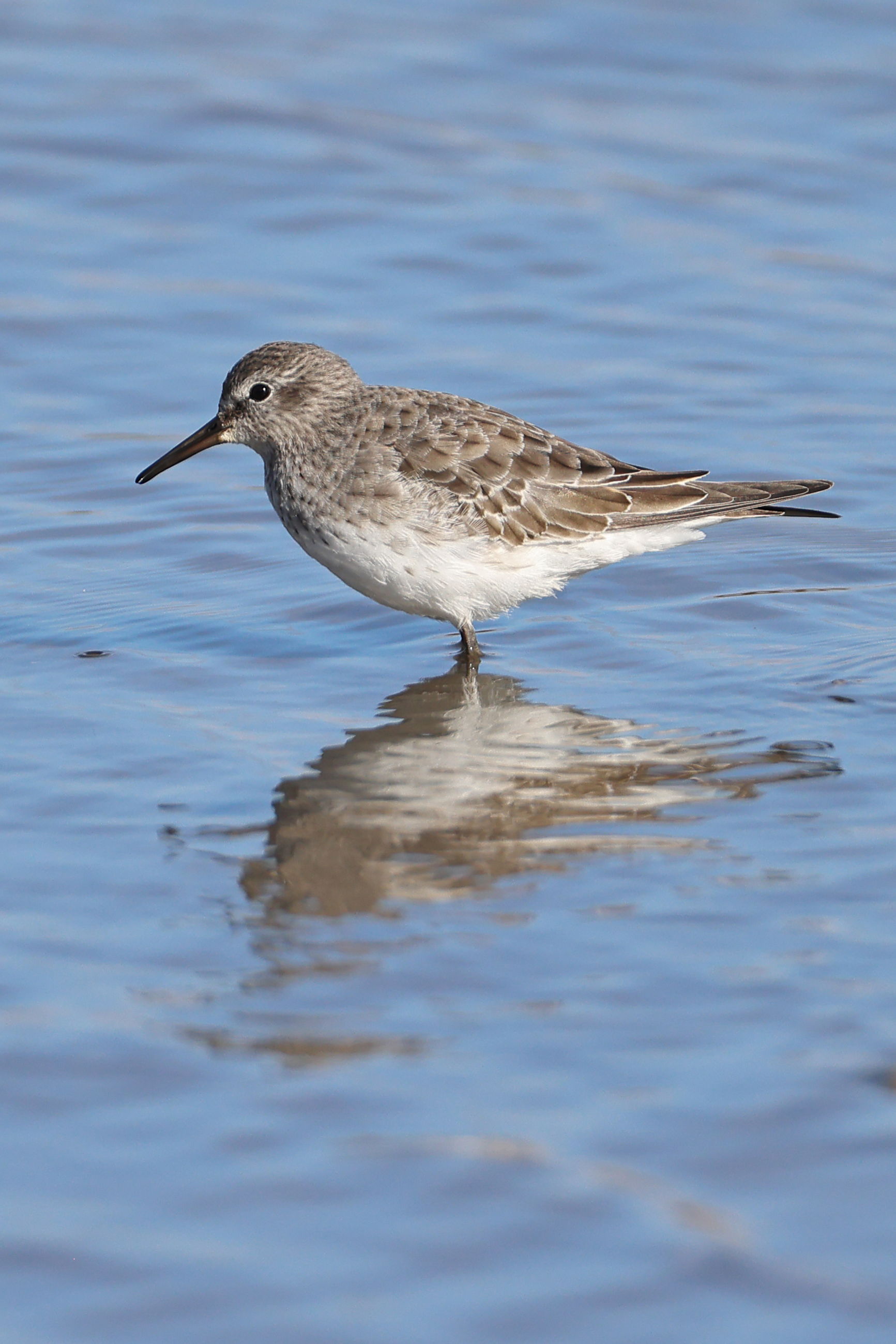 White-rumped Sandpiper