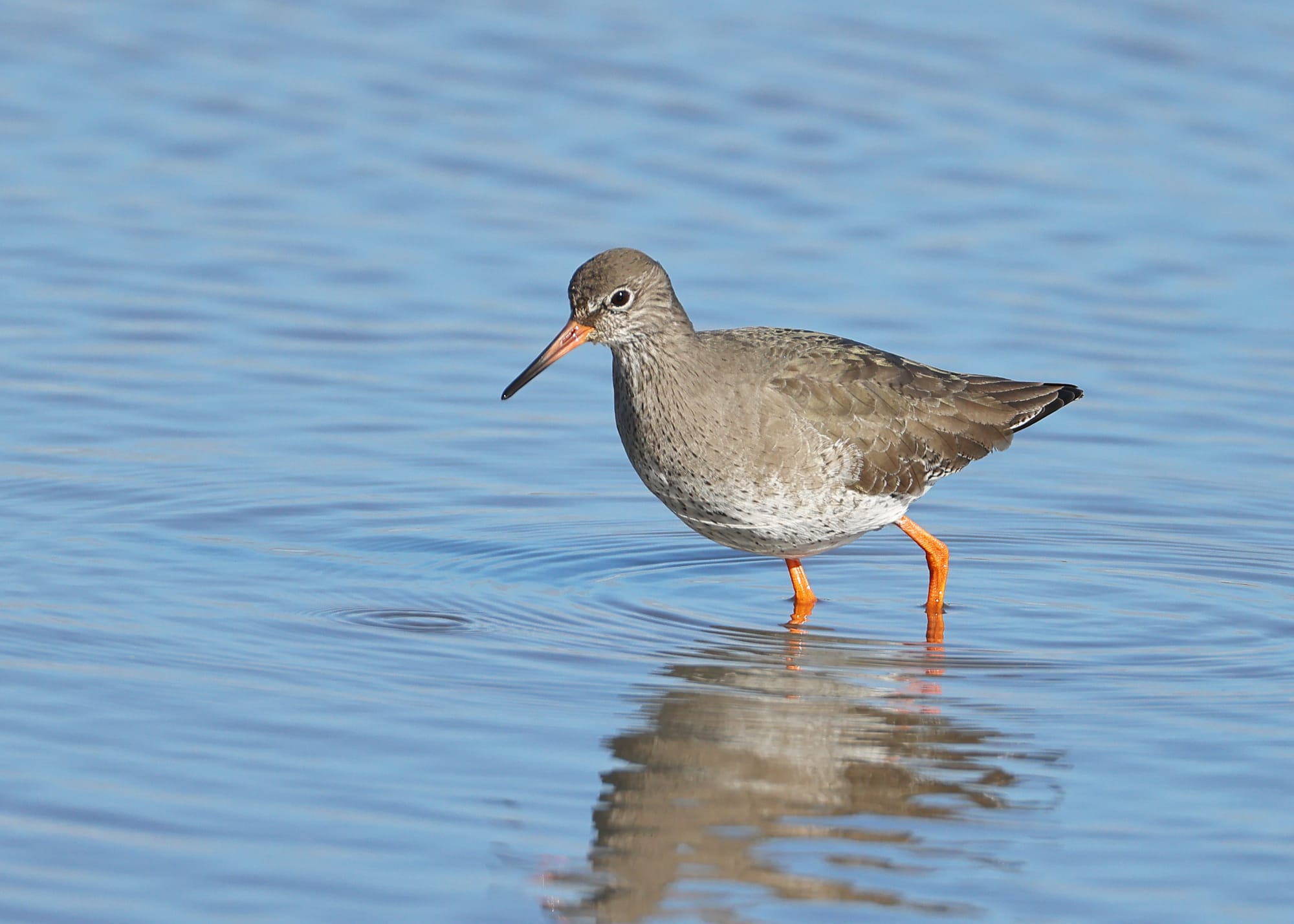 Redshank