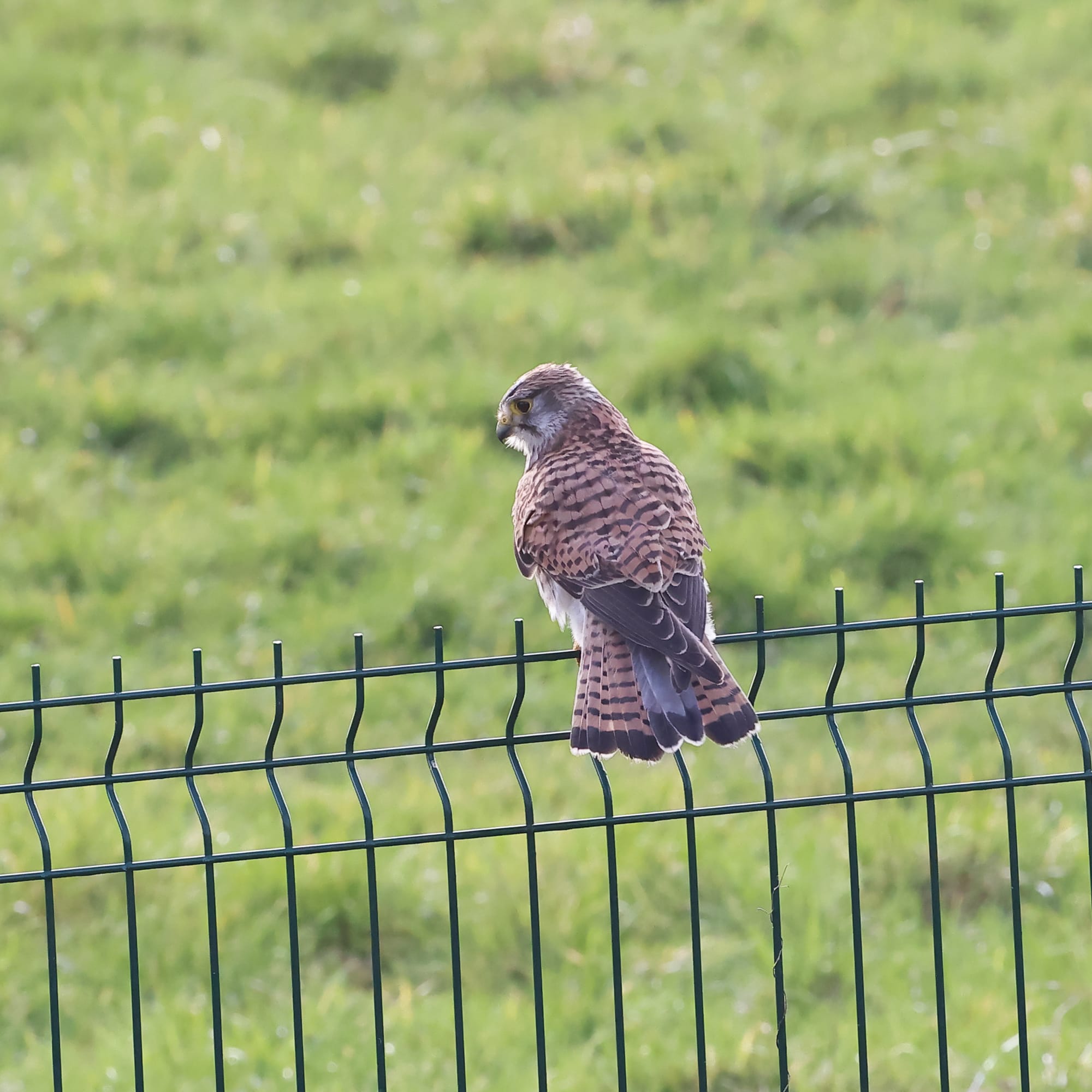 Kestrel