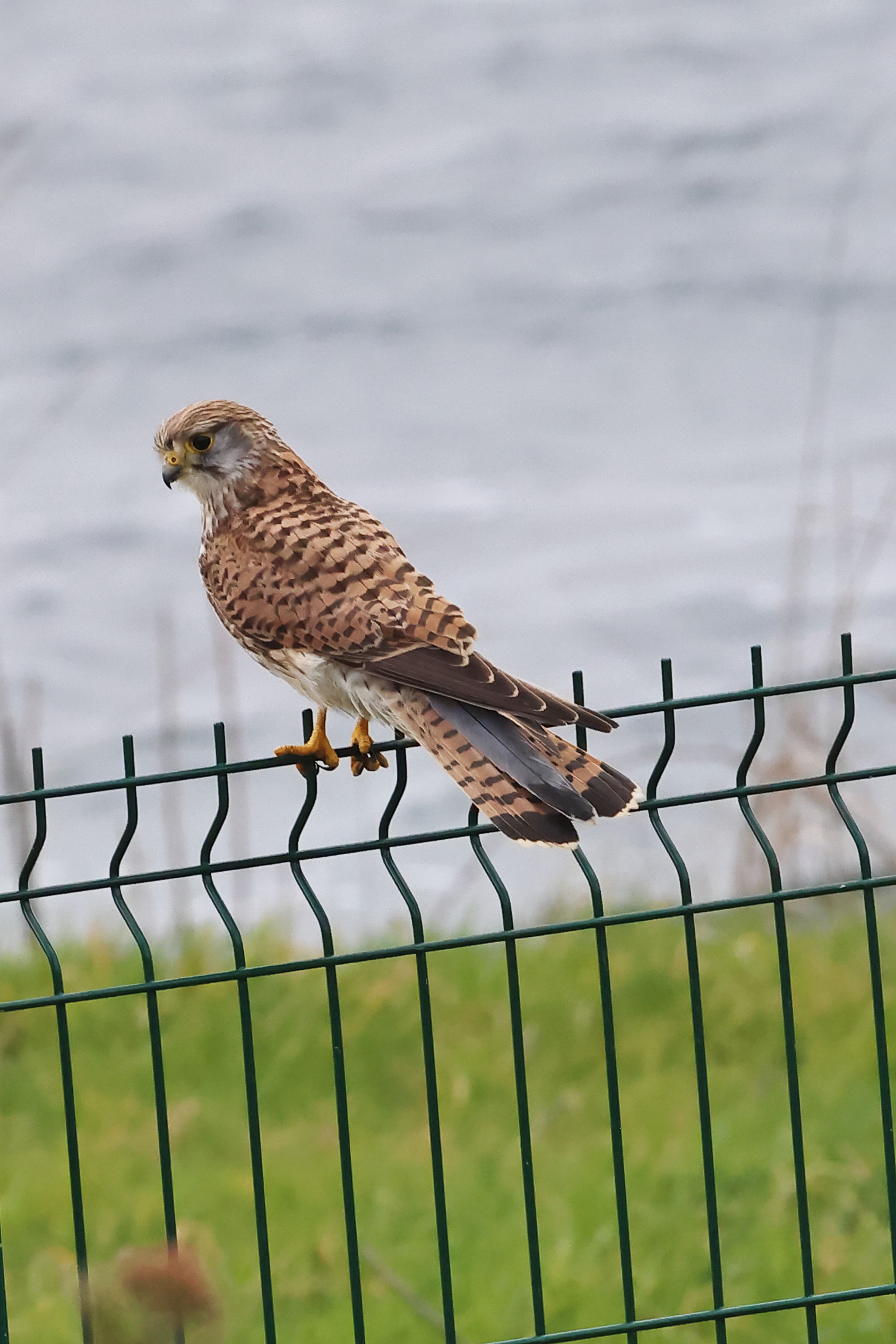 Kestrel