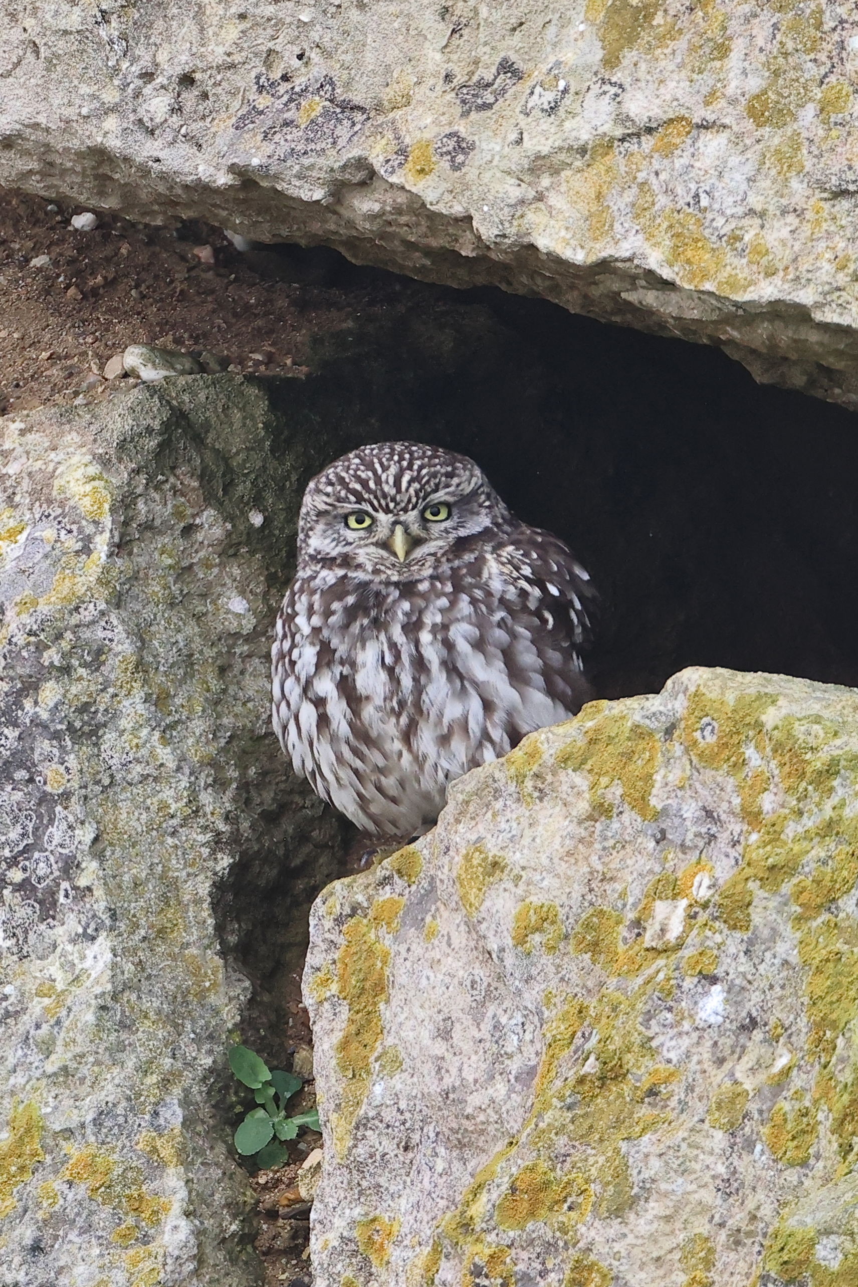 Little Owl