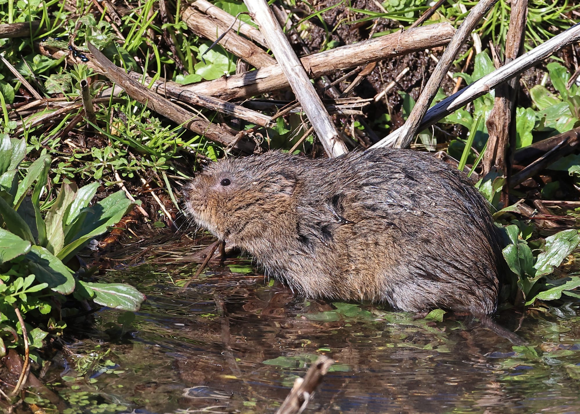 Water Vole