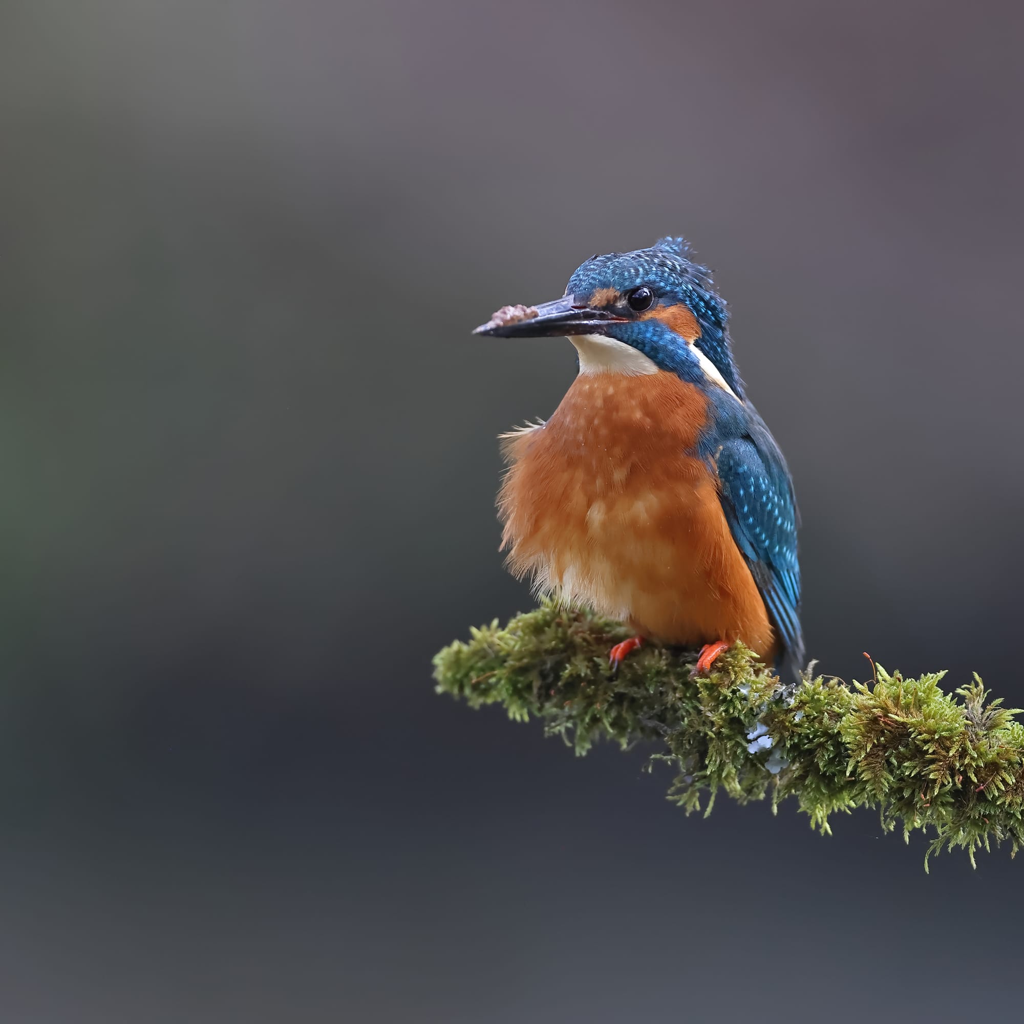 Kingfisher