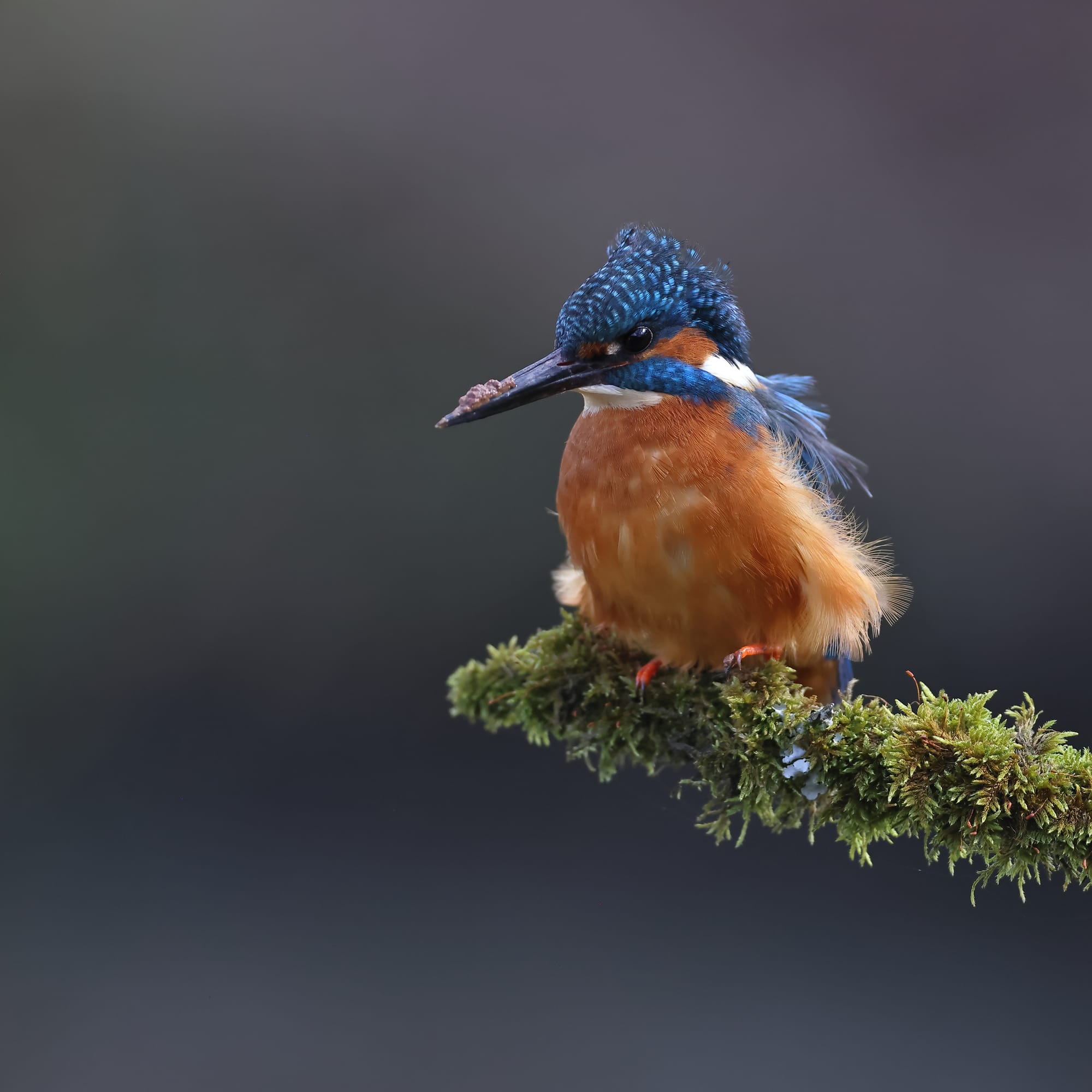 Kingfisher