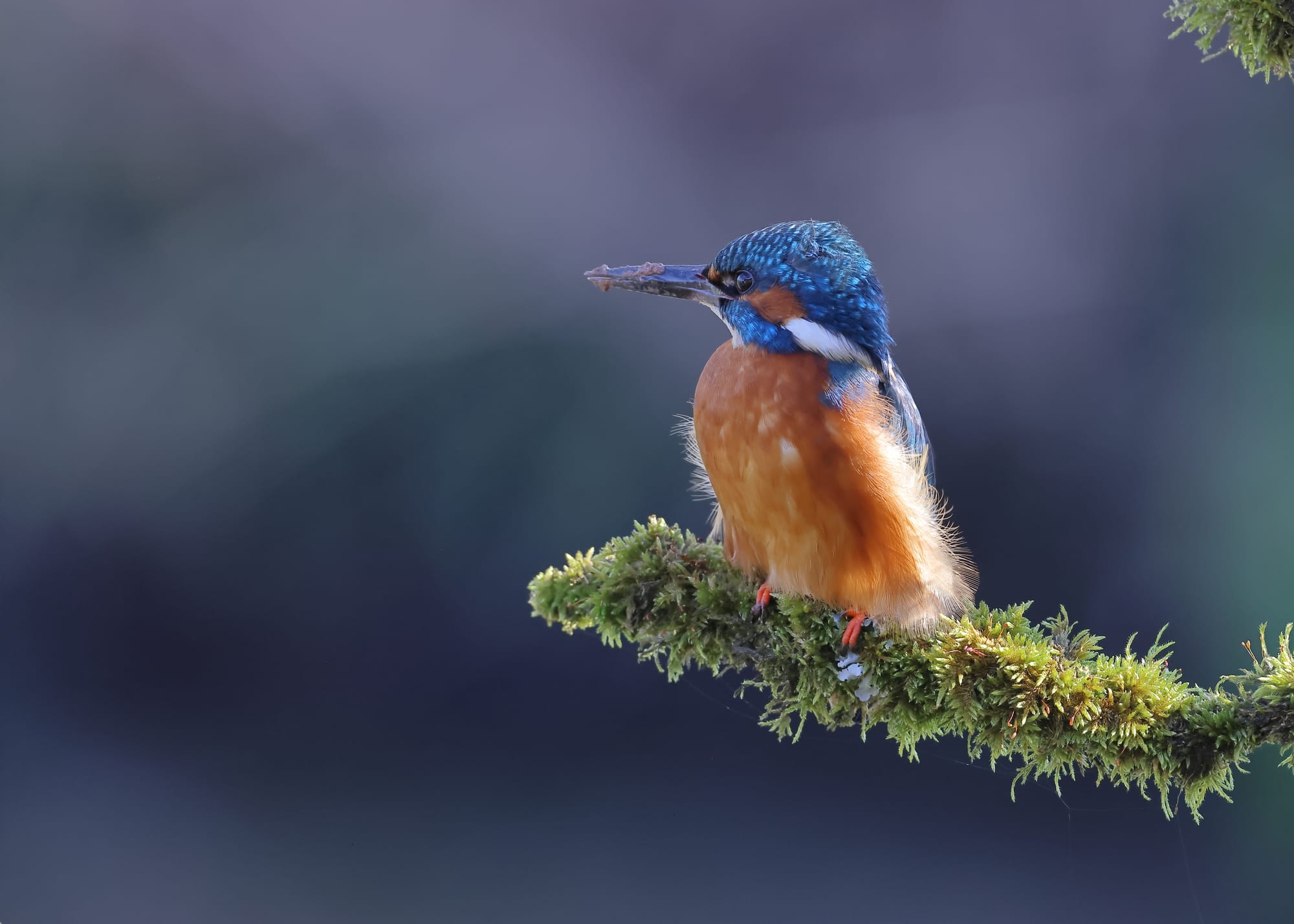 Kingfisher