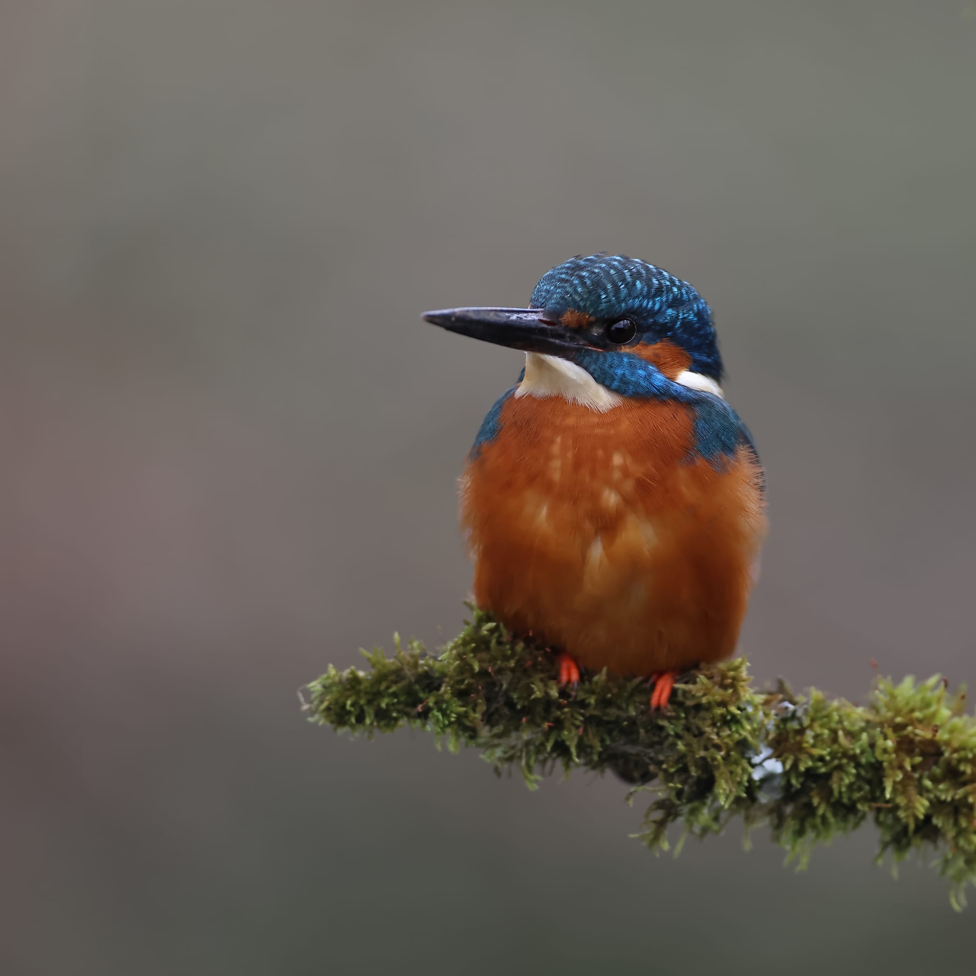 Kingfisher