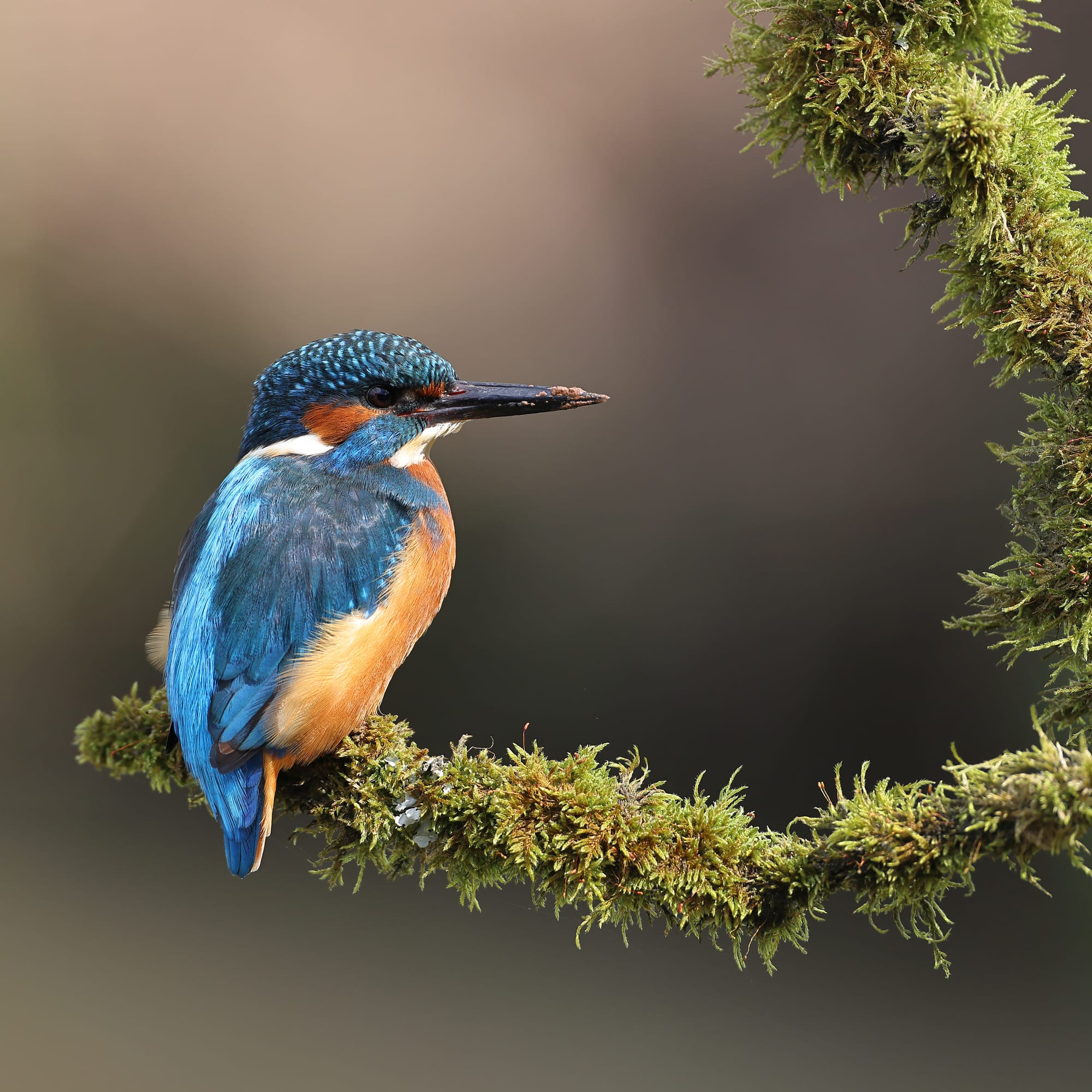 Kingfisher