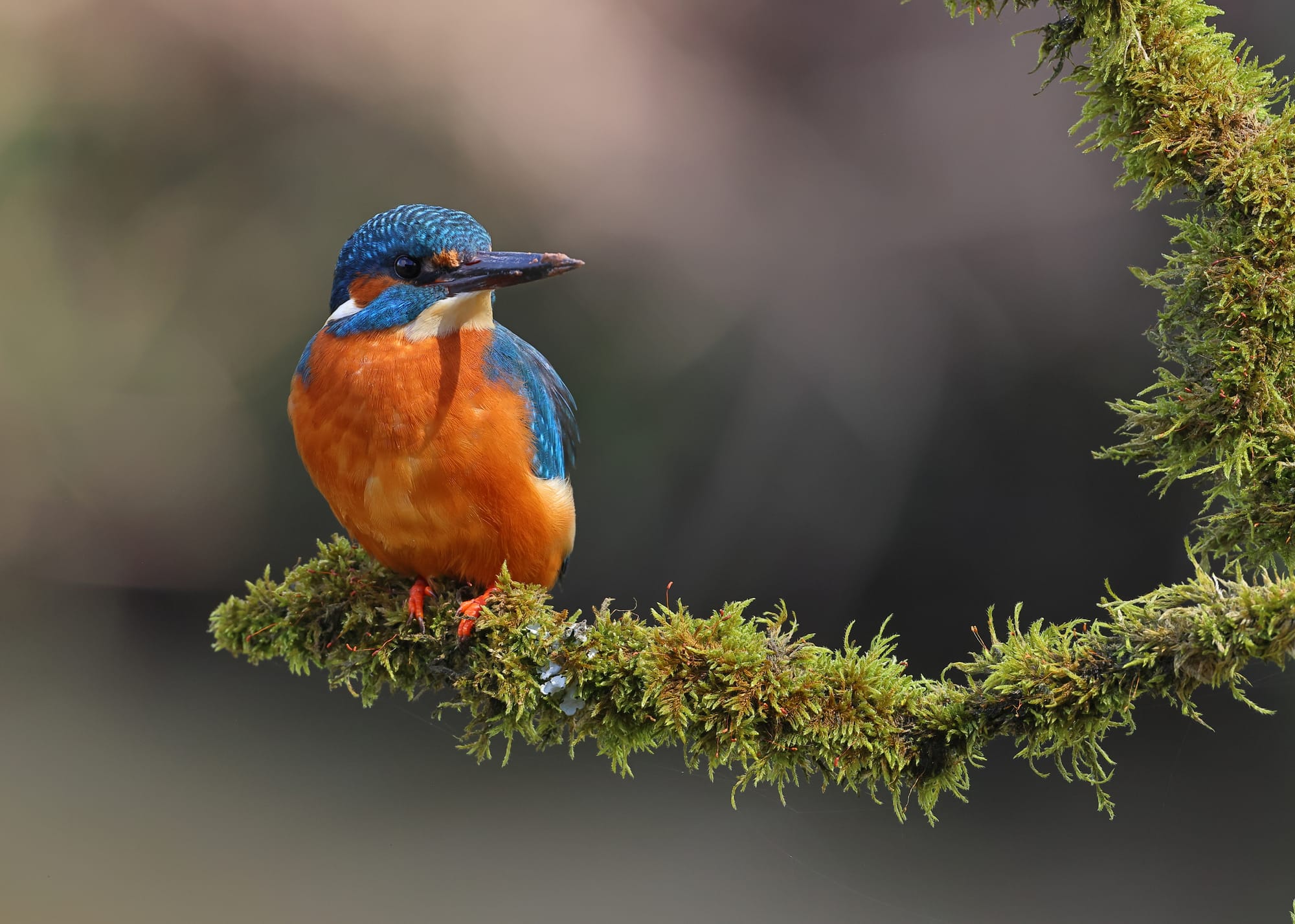 Kingfisher