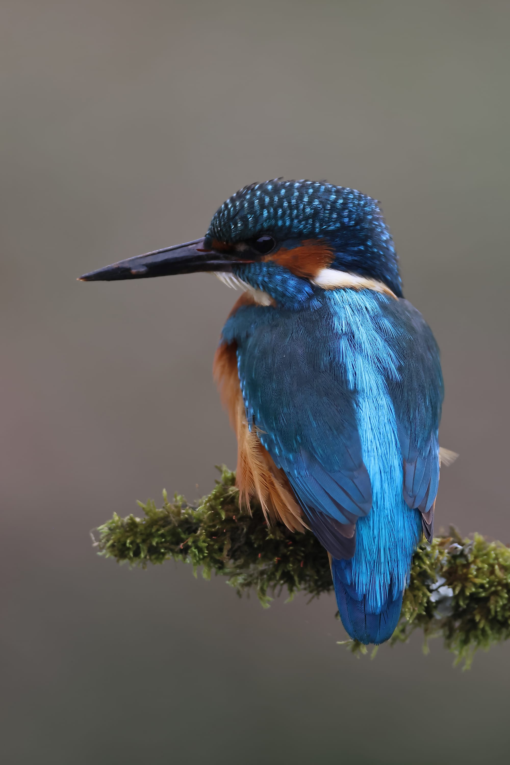 Kingfisher