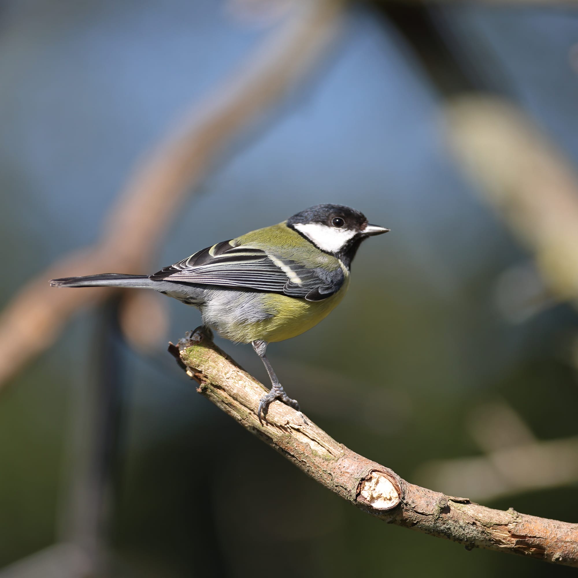 Great tit