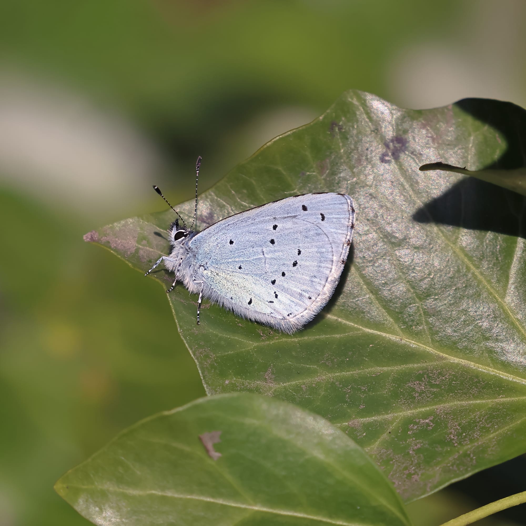 Holly Blue