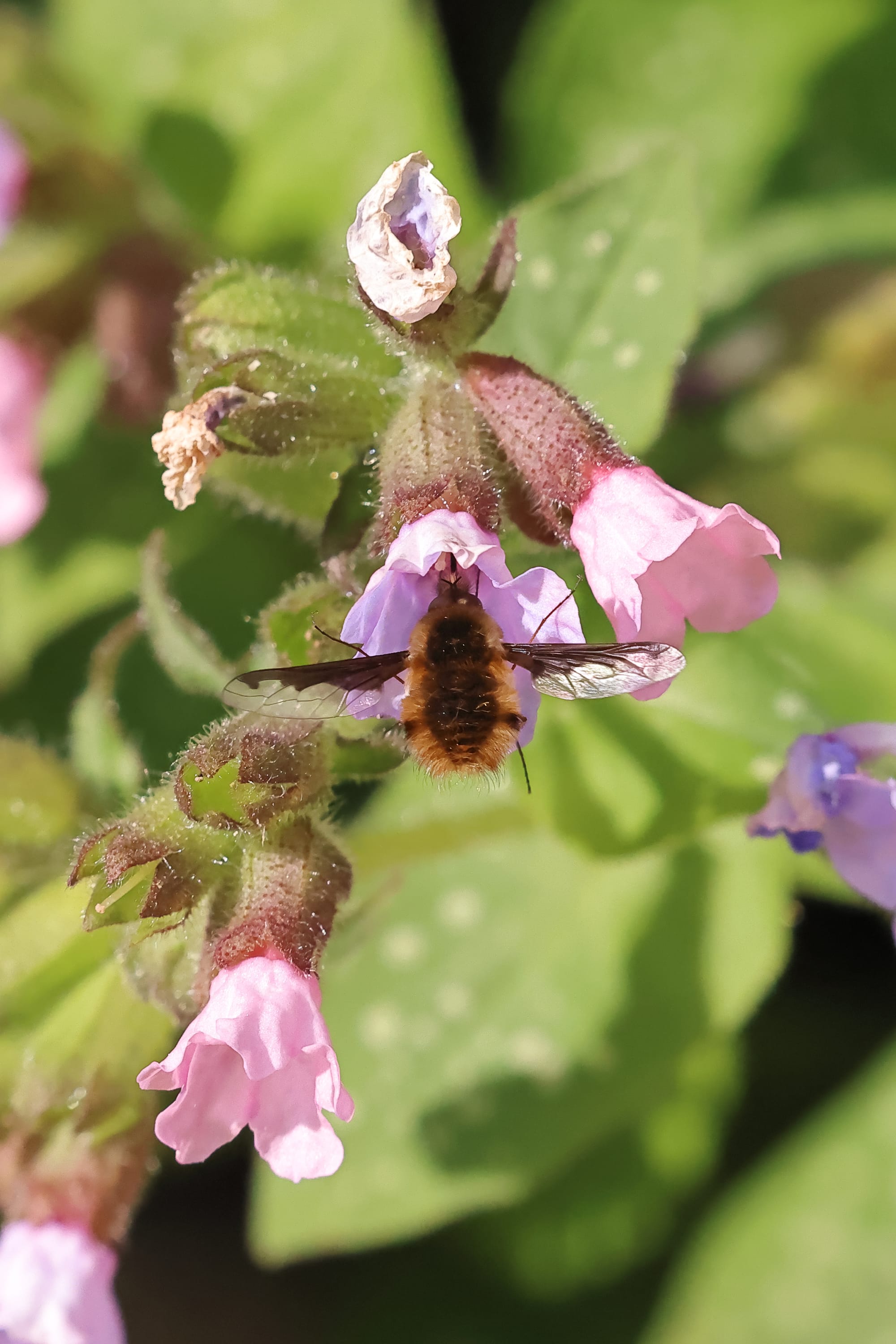 Bee Fly