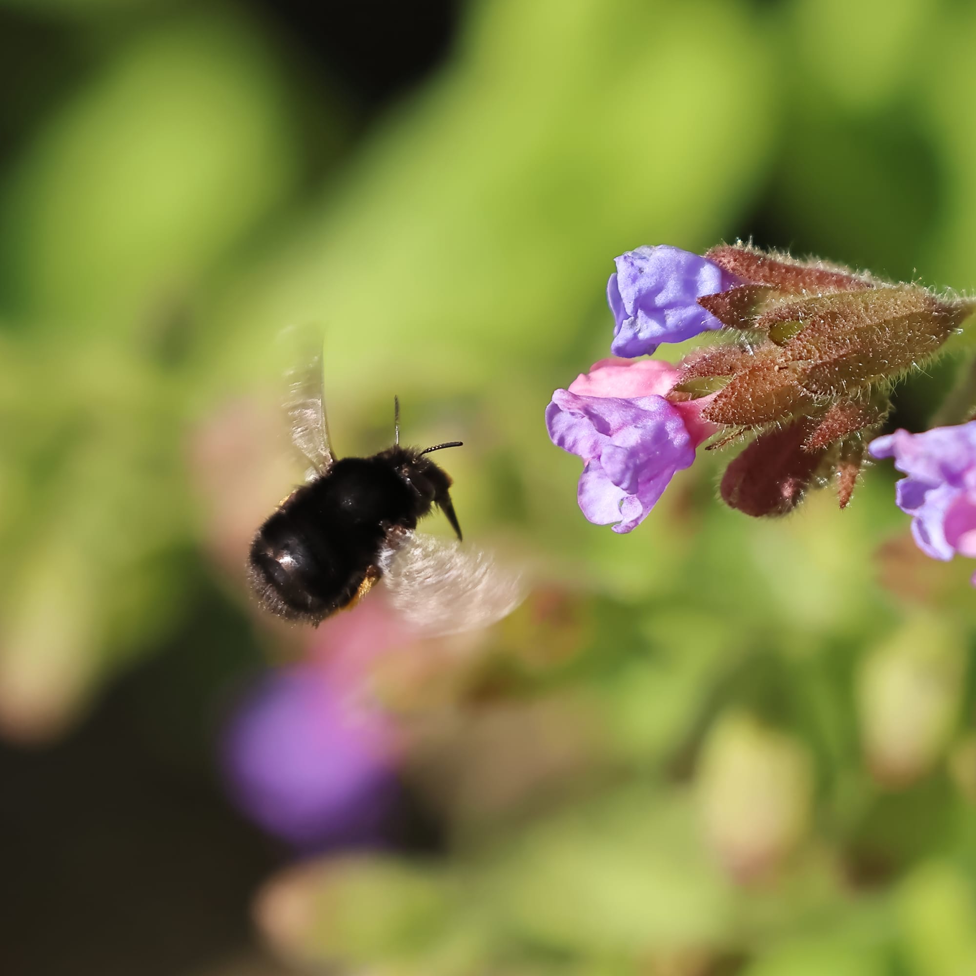 Hairy-footed Flower Bee