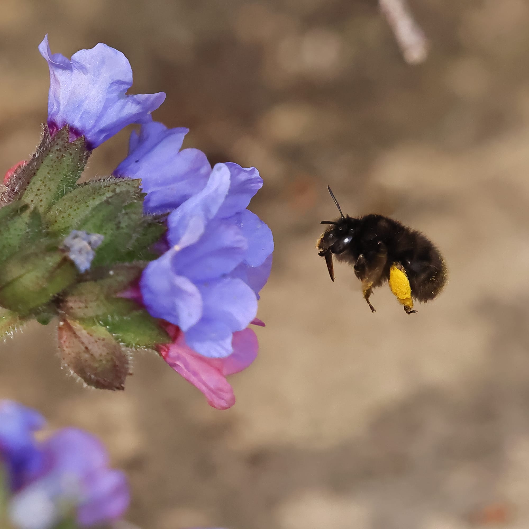 Hairy-footed Flower Bee