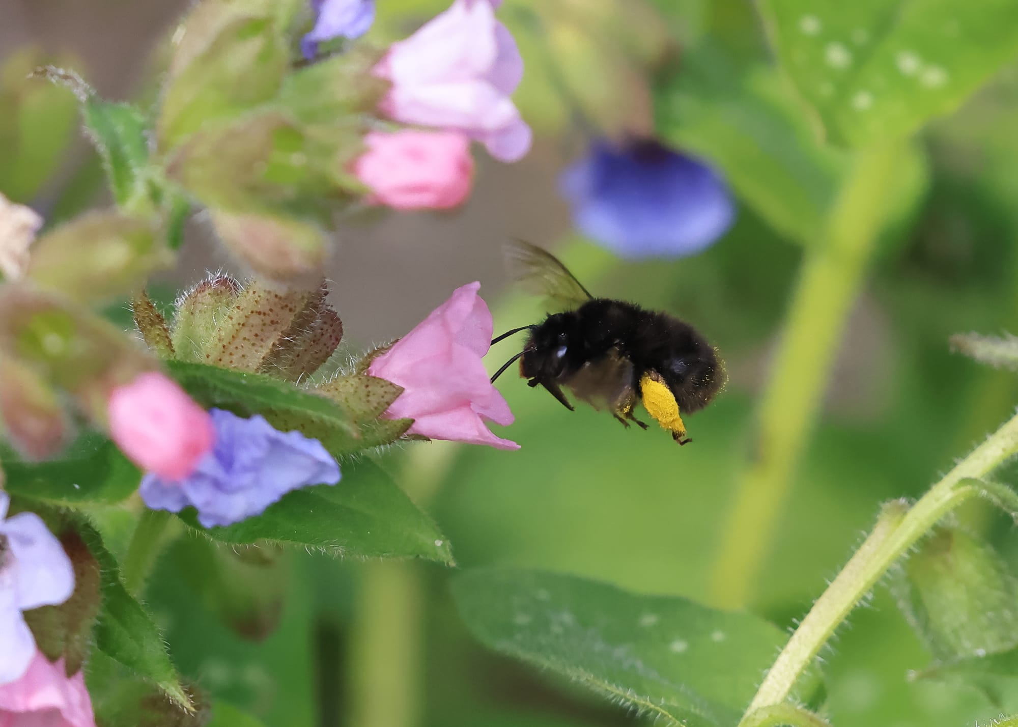 Hairy-footed Flower Bee