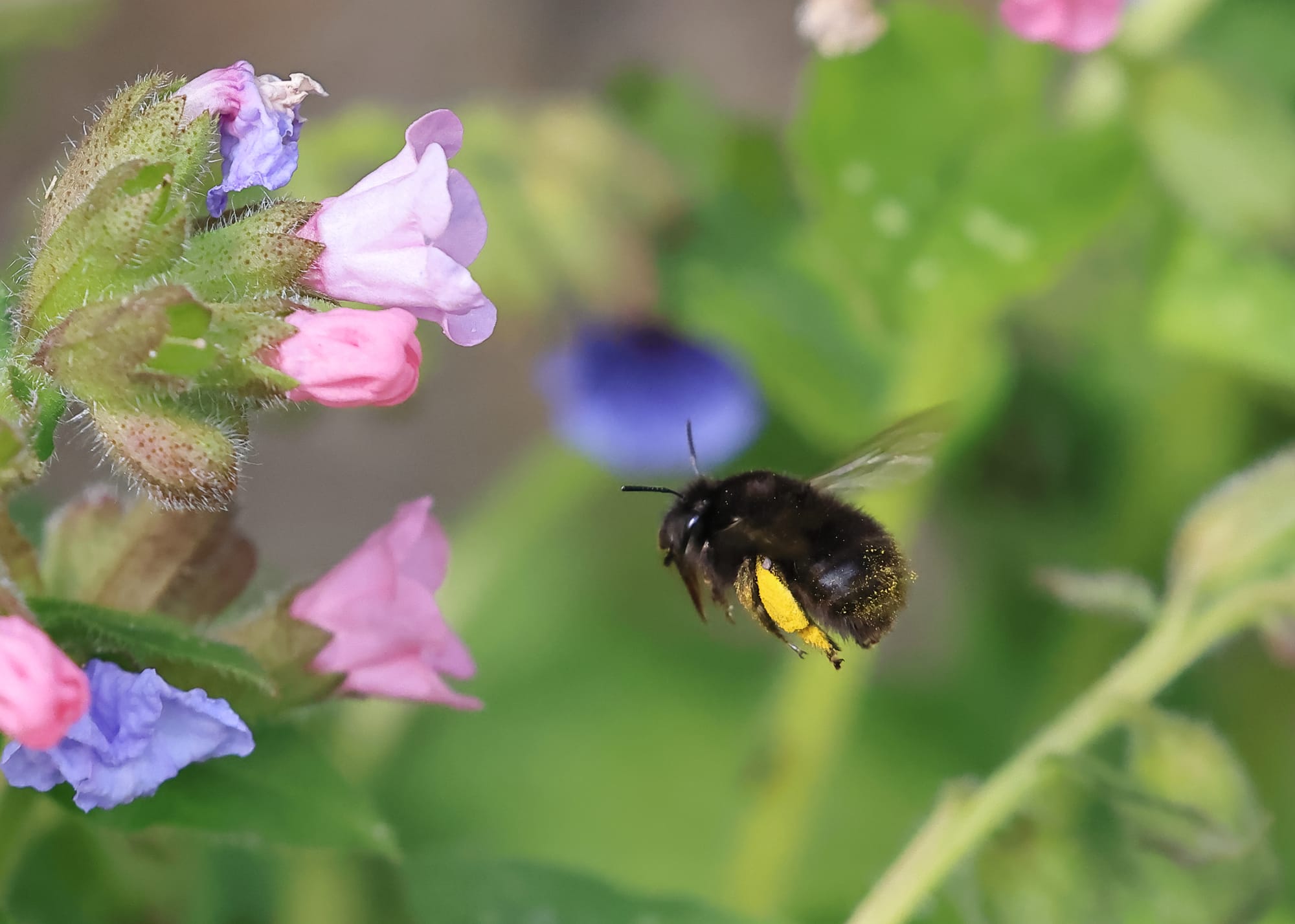 Hairy-footed Flower Bee