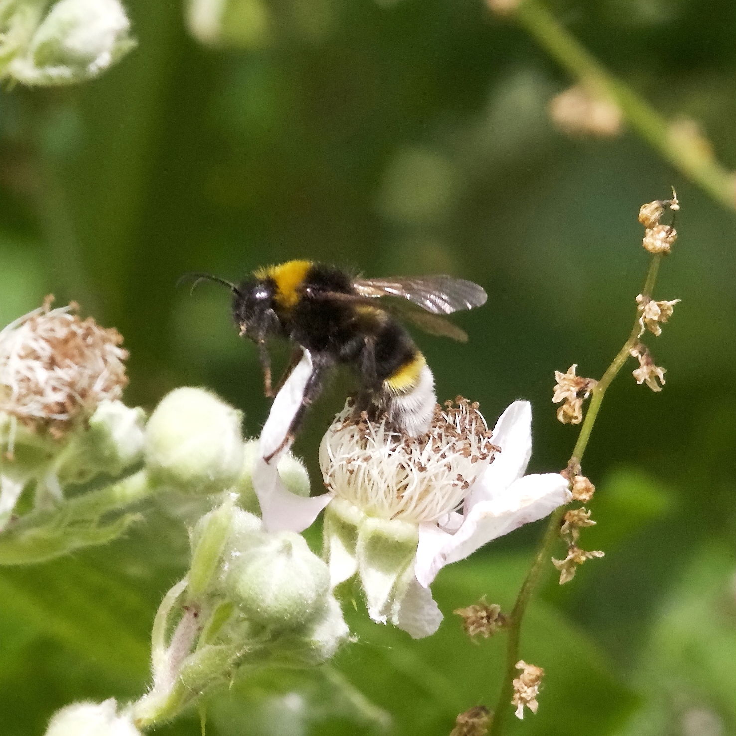 Southern Cuckoo Bumblebee