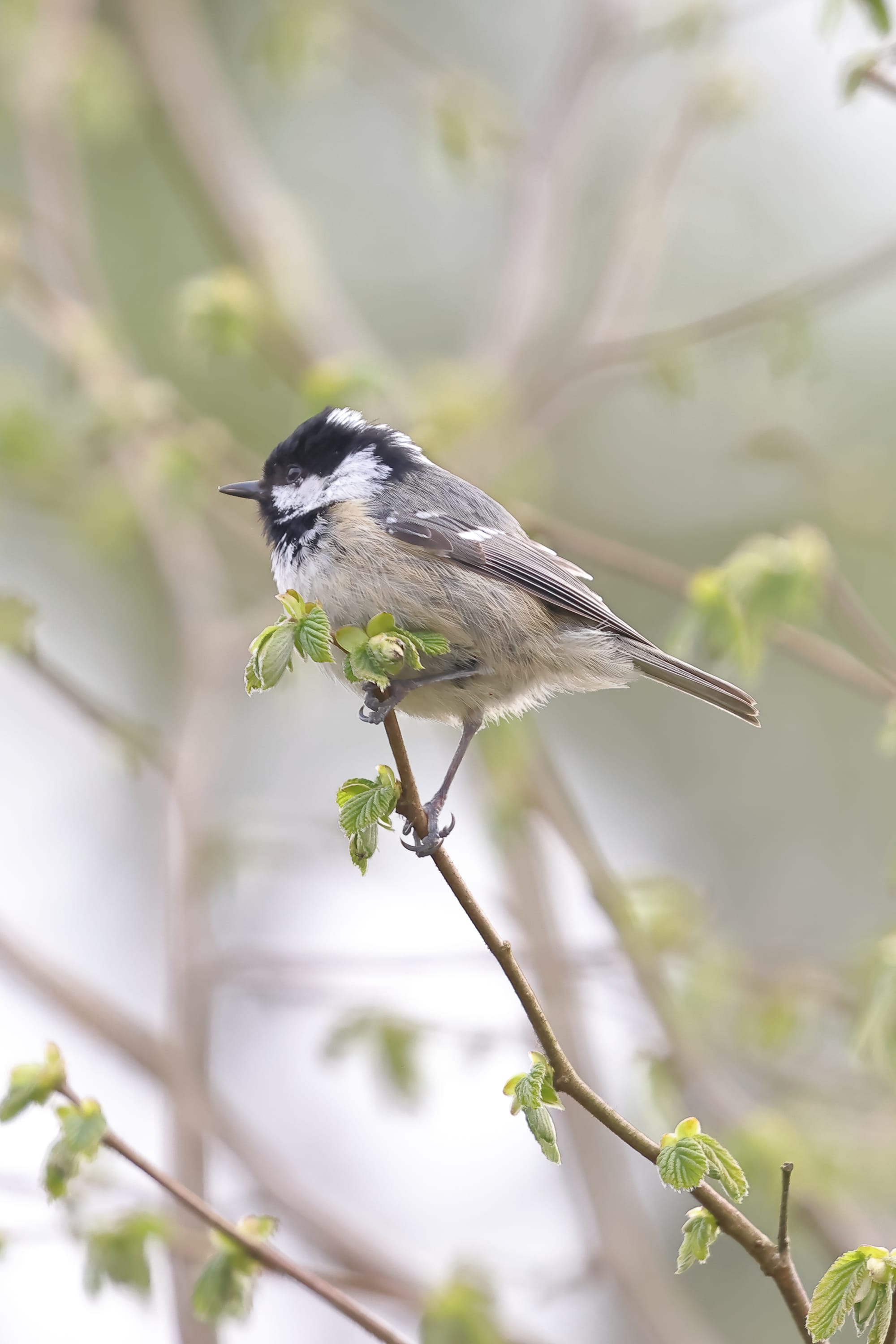 Coal Tit