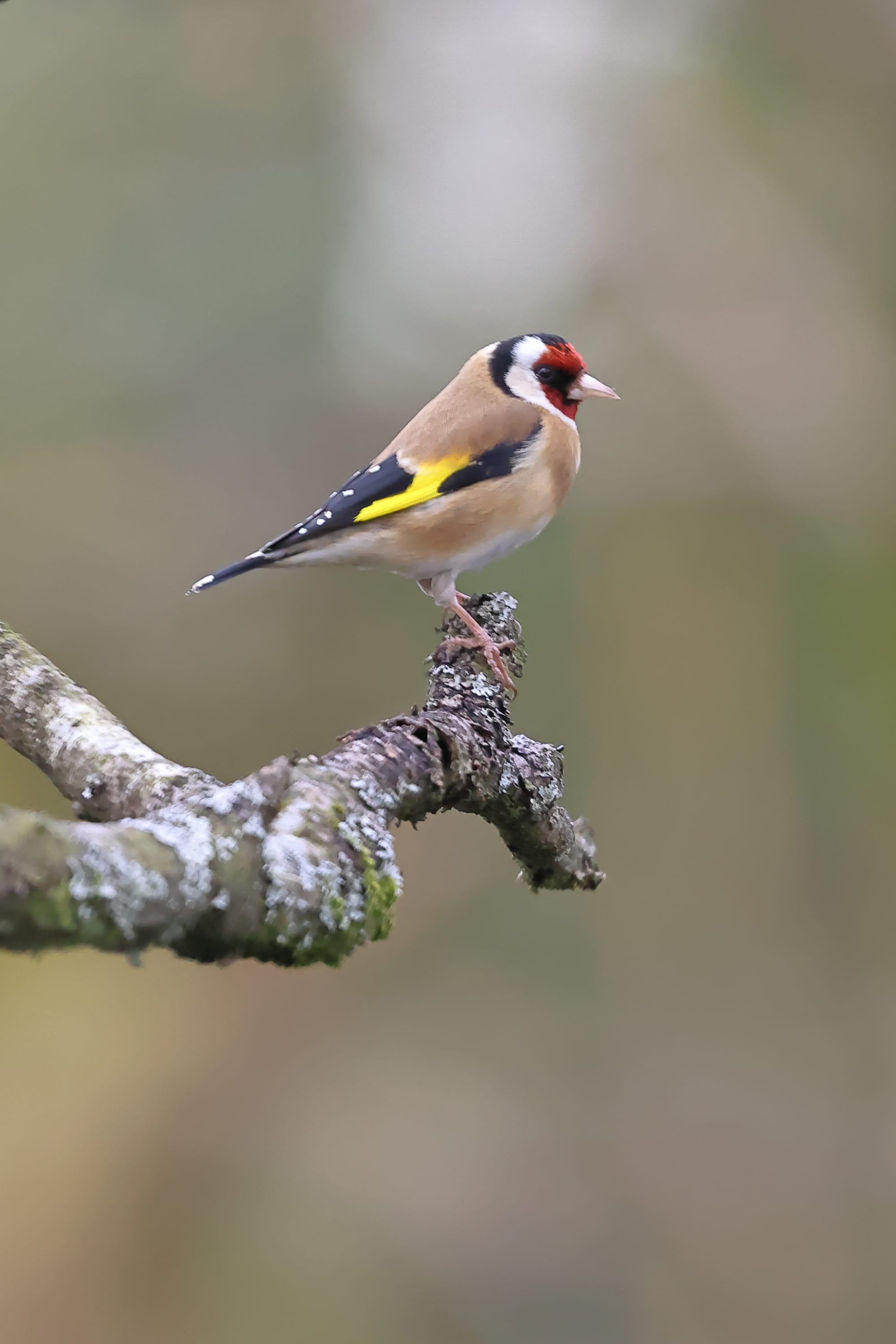 Goldfinch