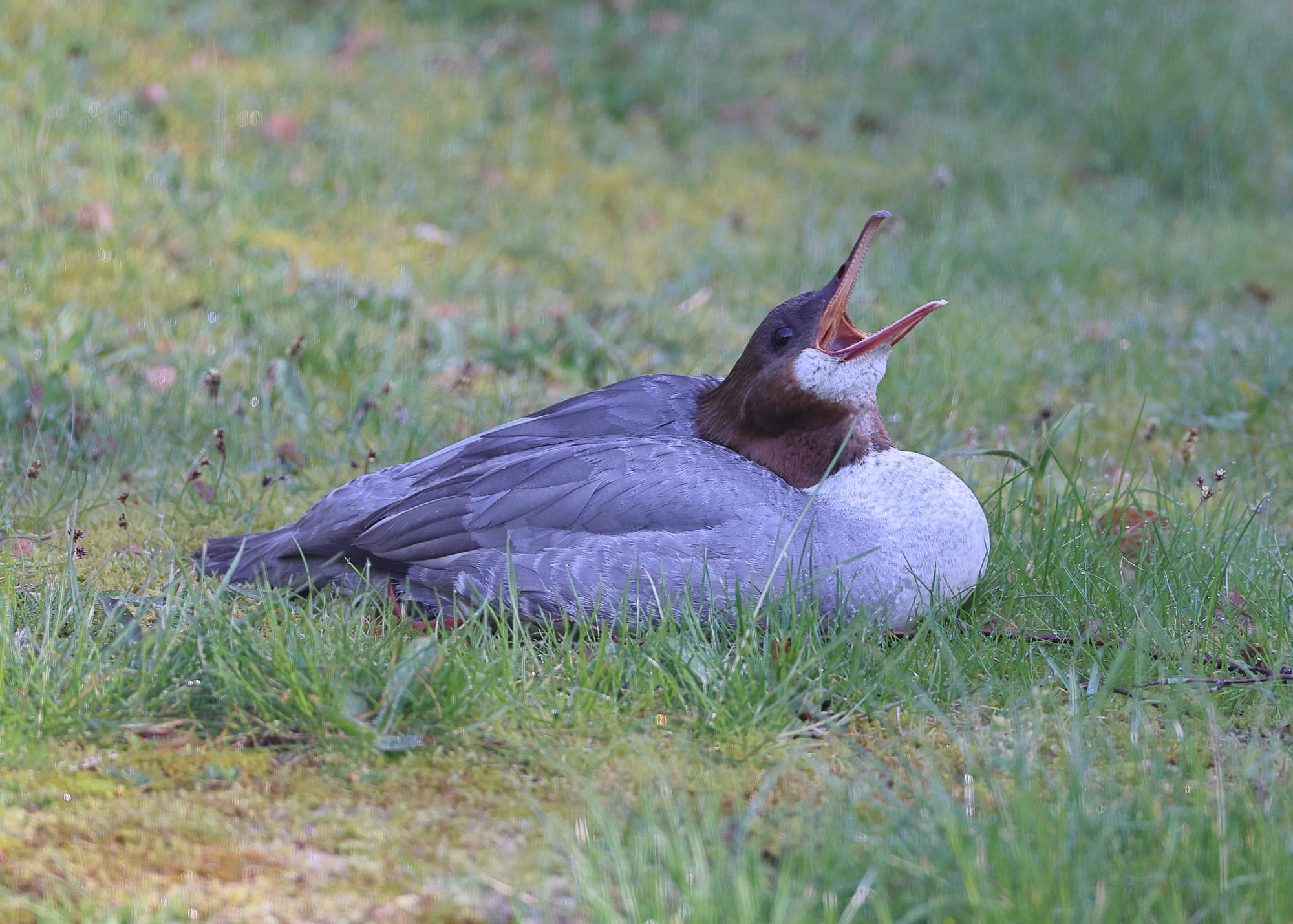 Goosander