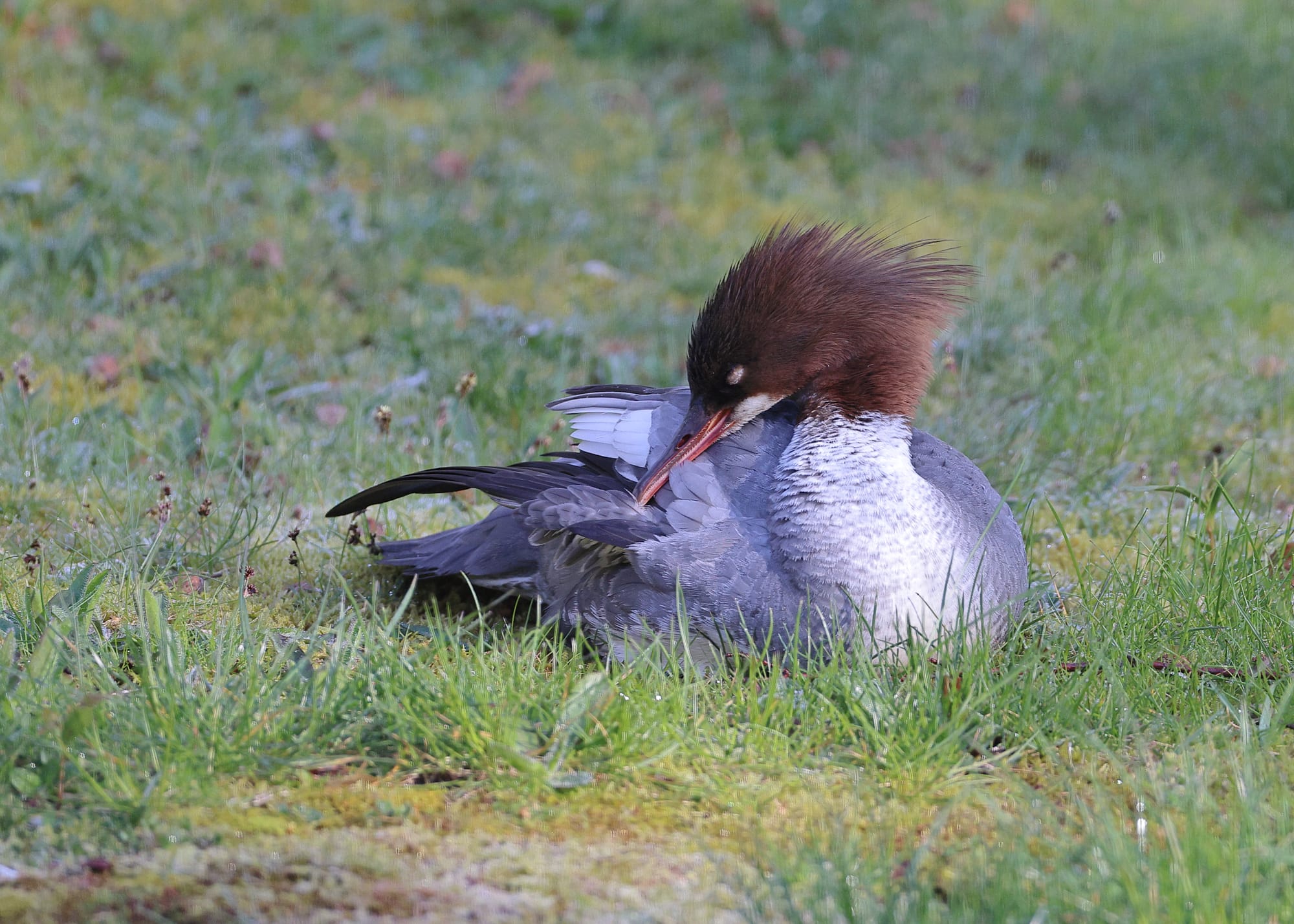 Goosander