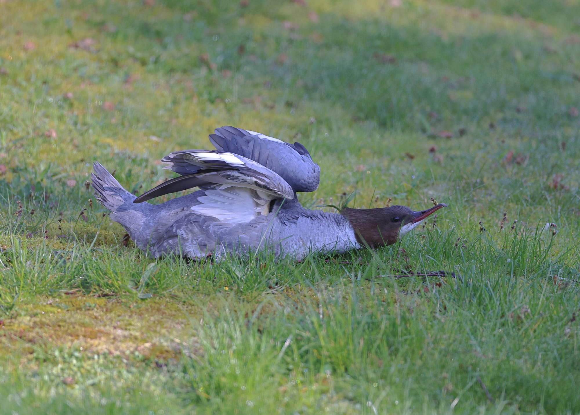 Goosander