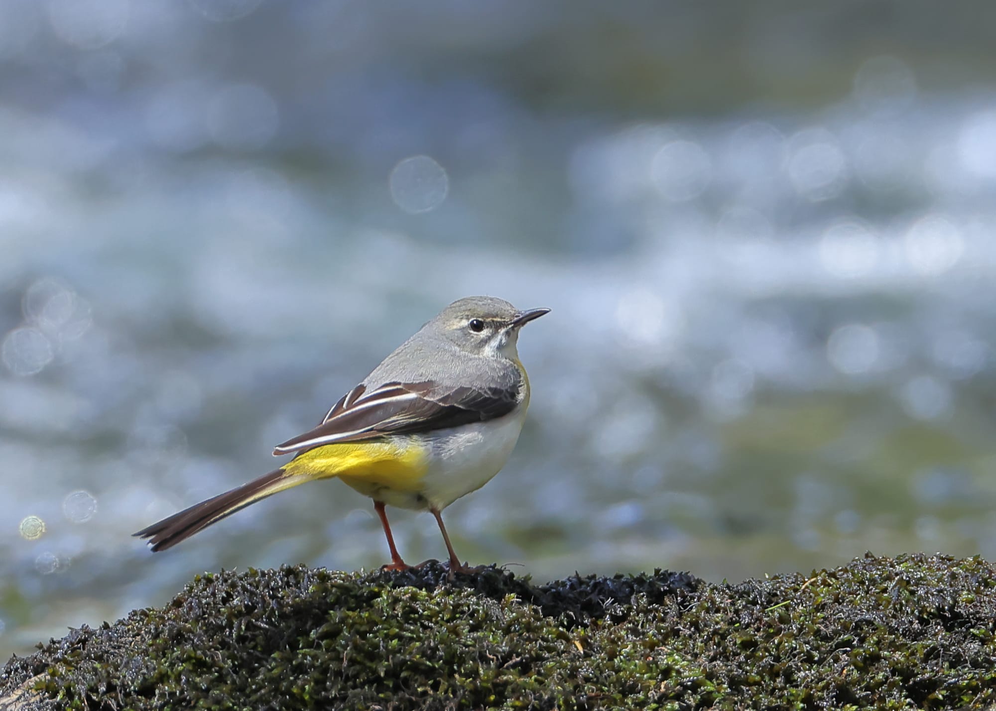 Grey Wagtail