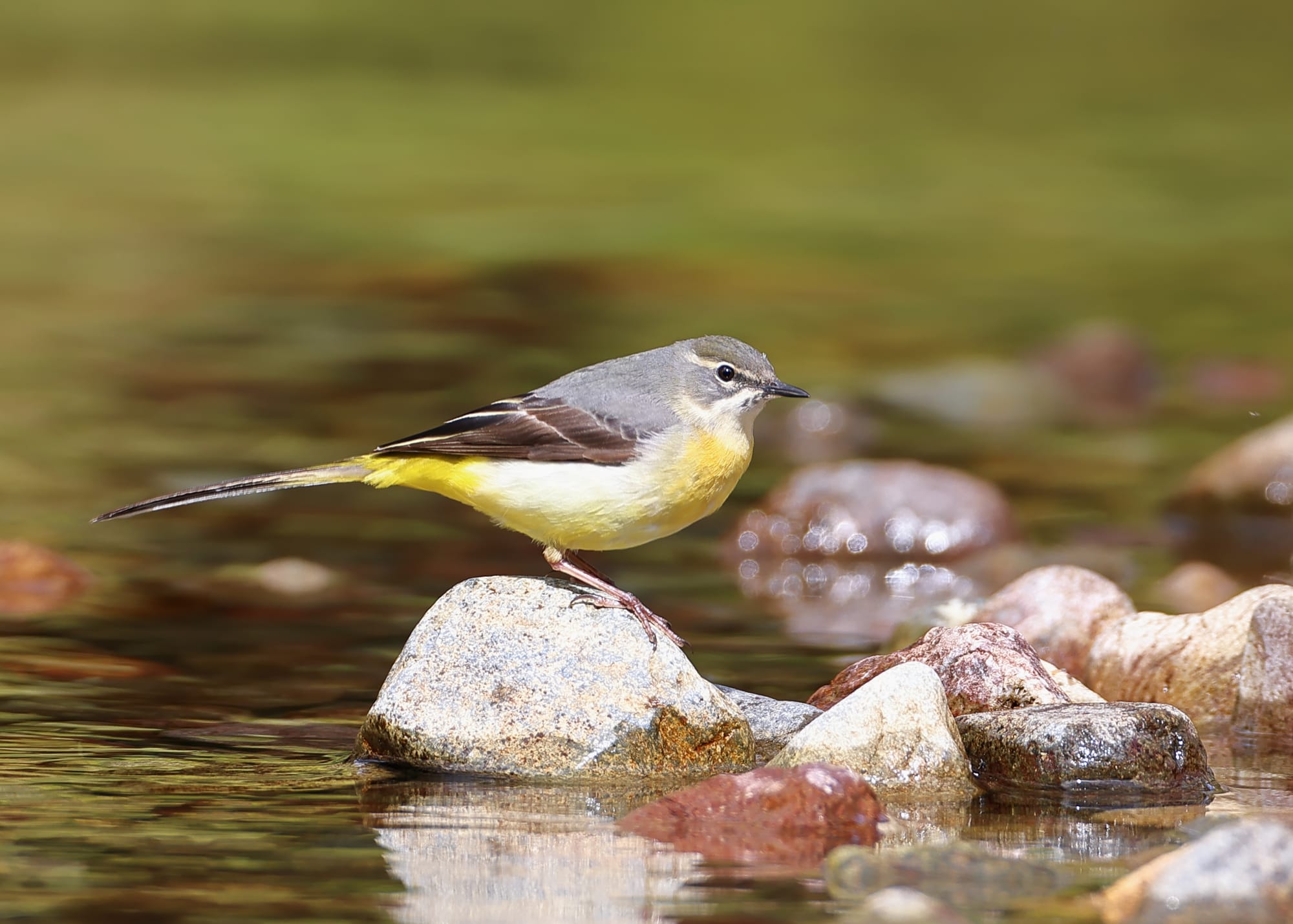 Grey Wagtail