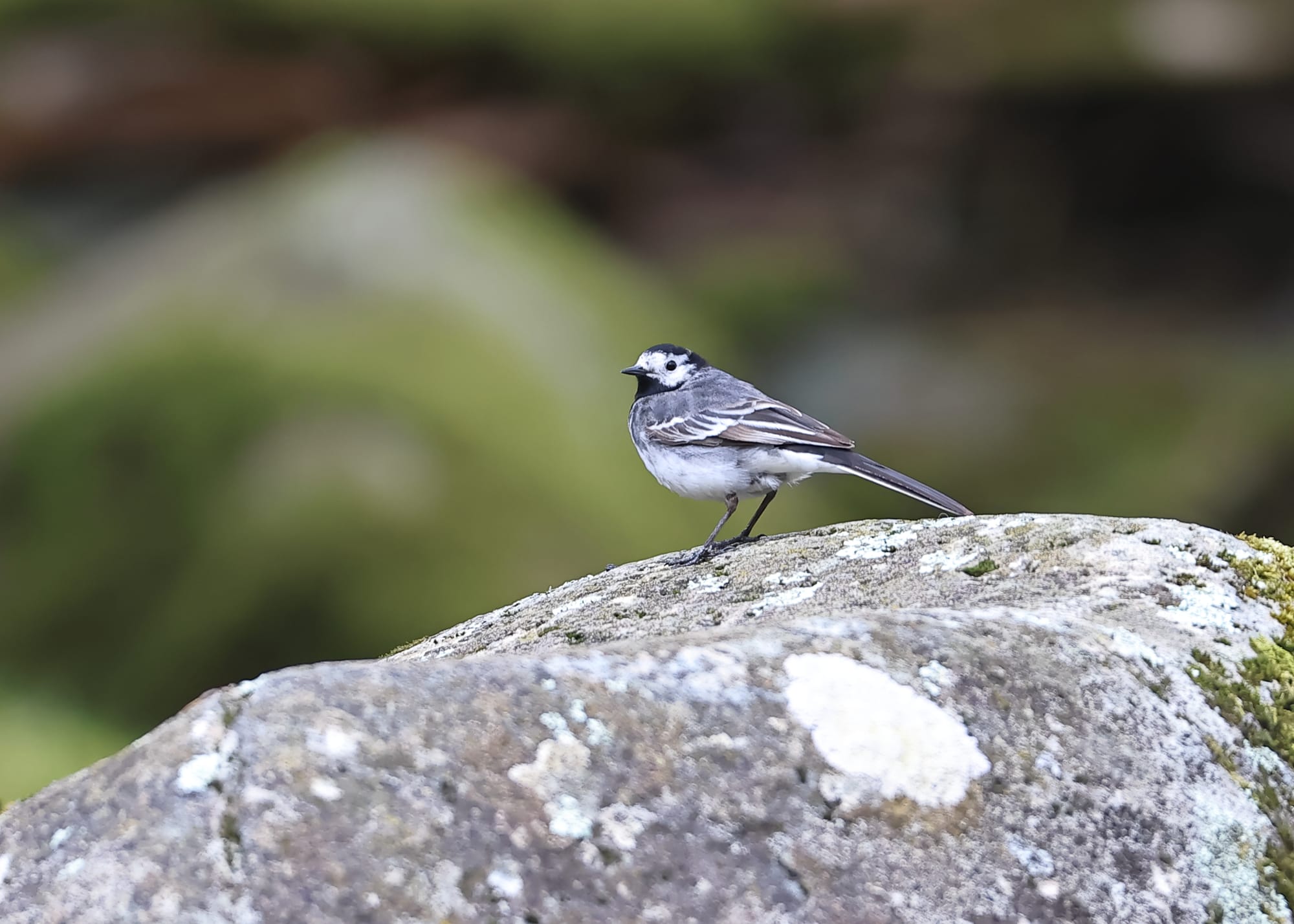 Pied Wagtail