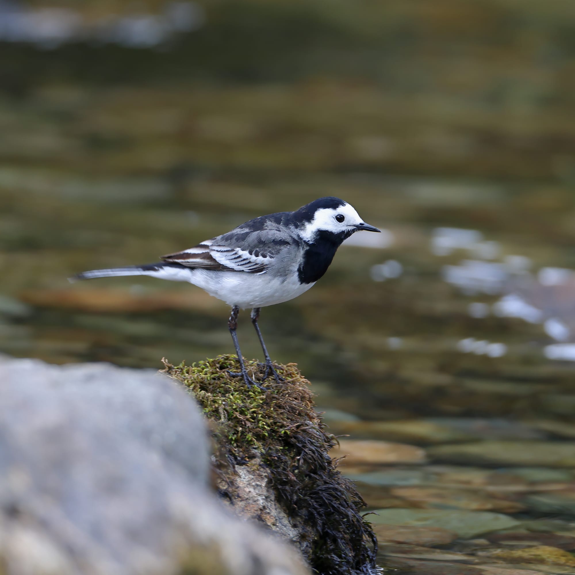 Pied Wagtail