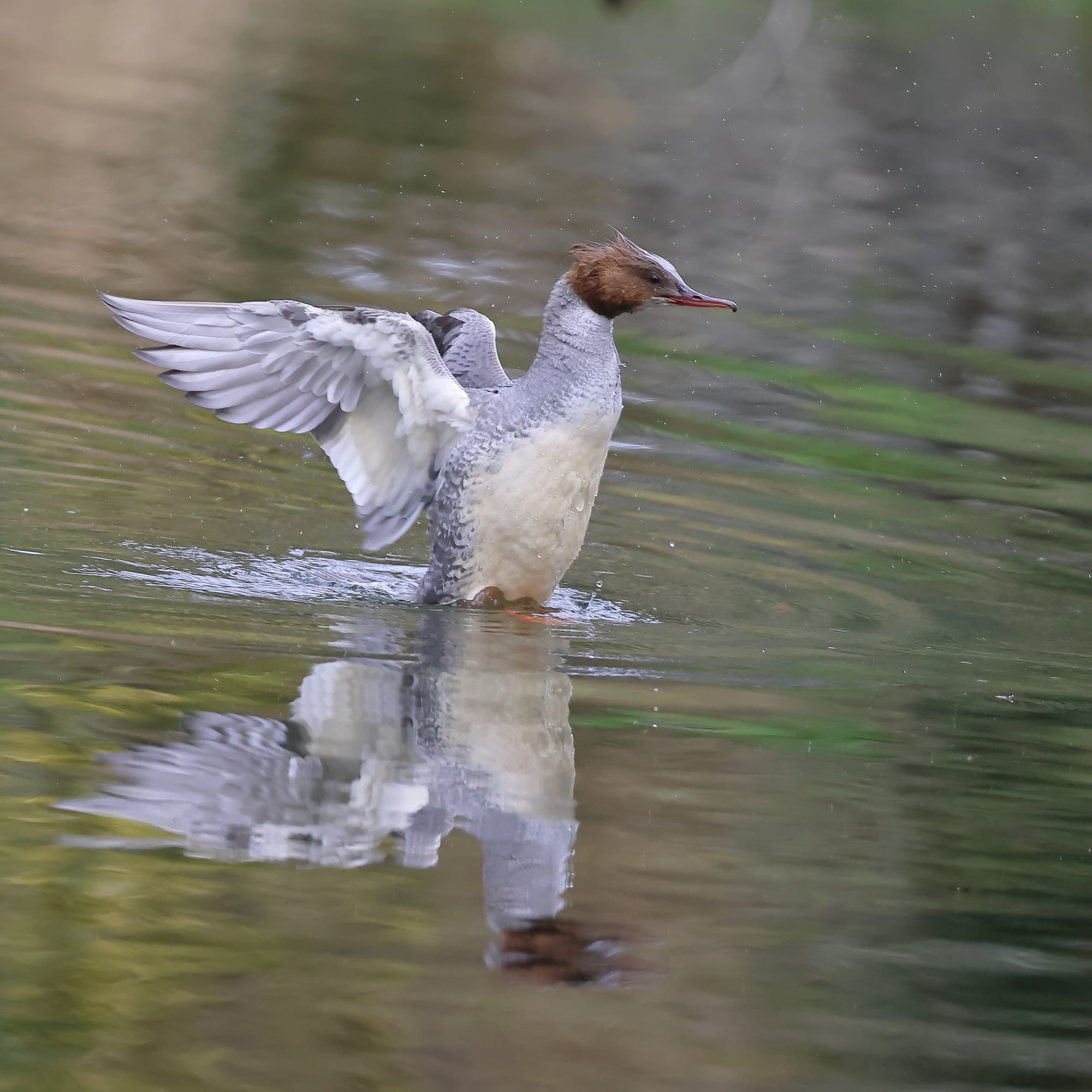 Goosander