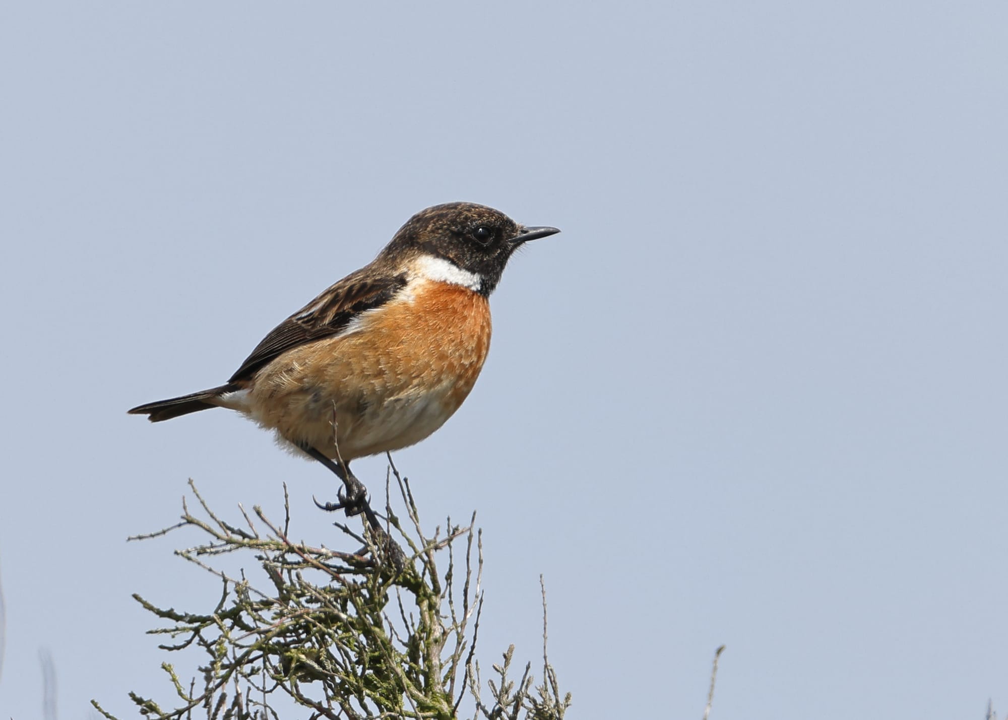 Stonechat