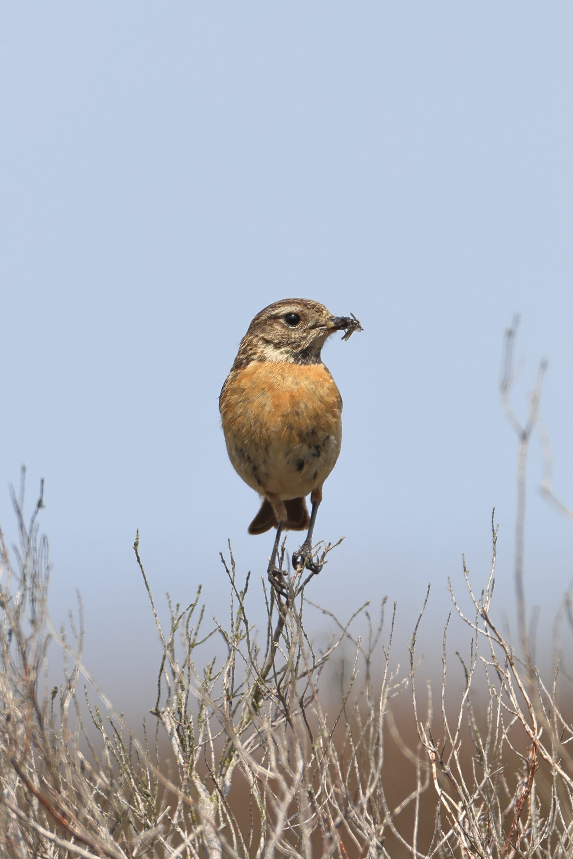 Stonechat