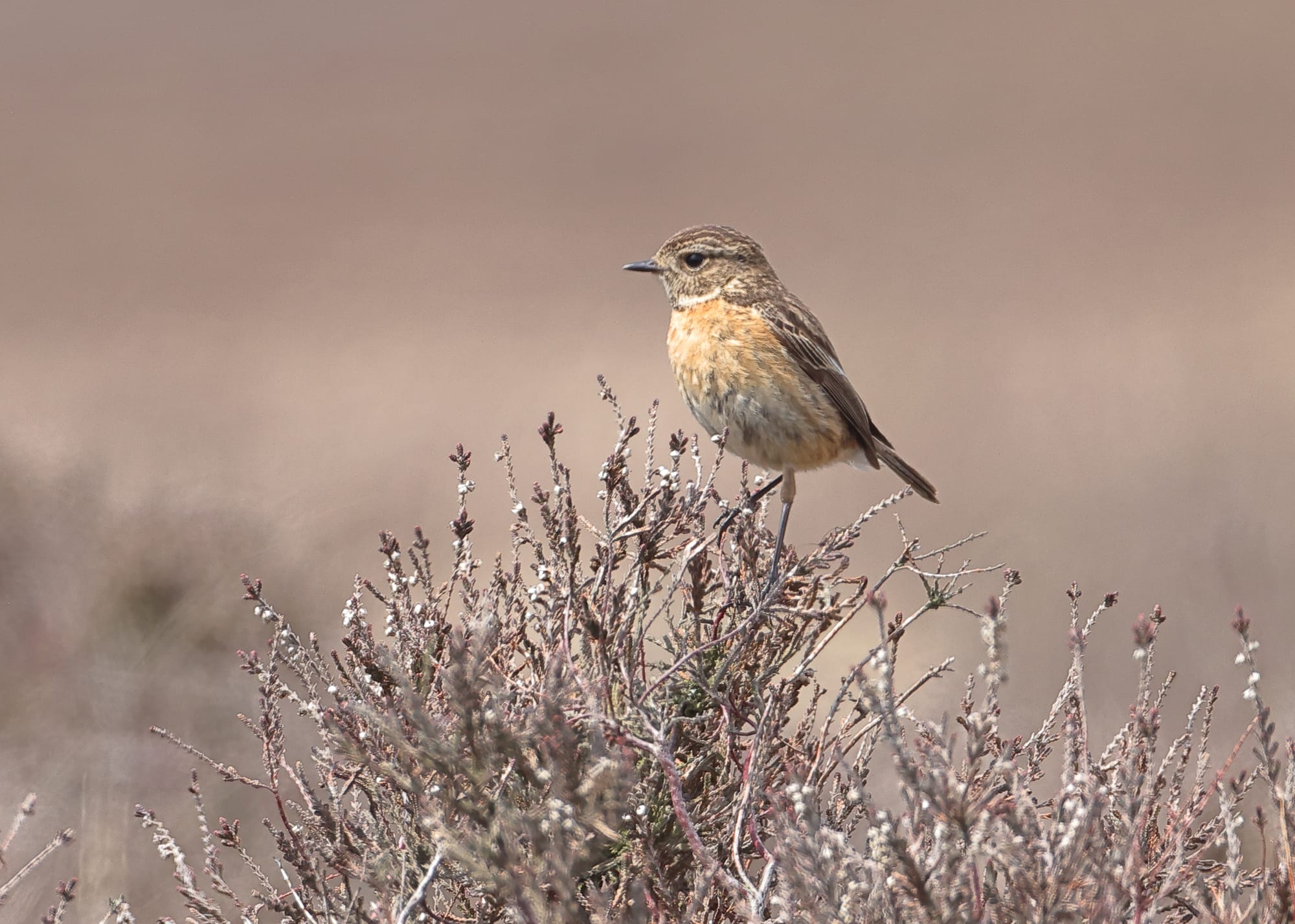 Stonechat