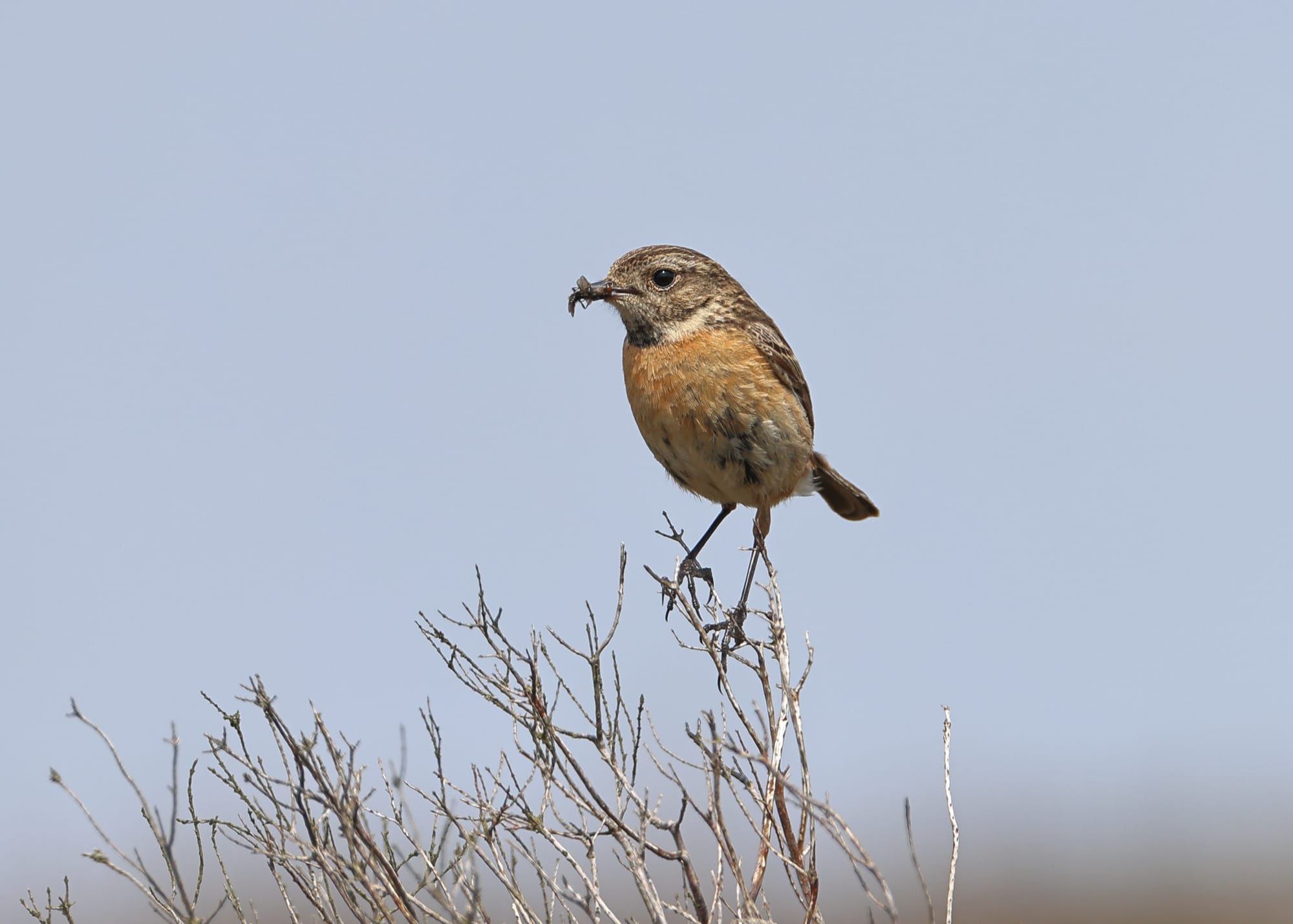 Stonechat