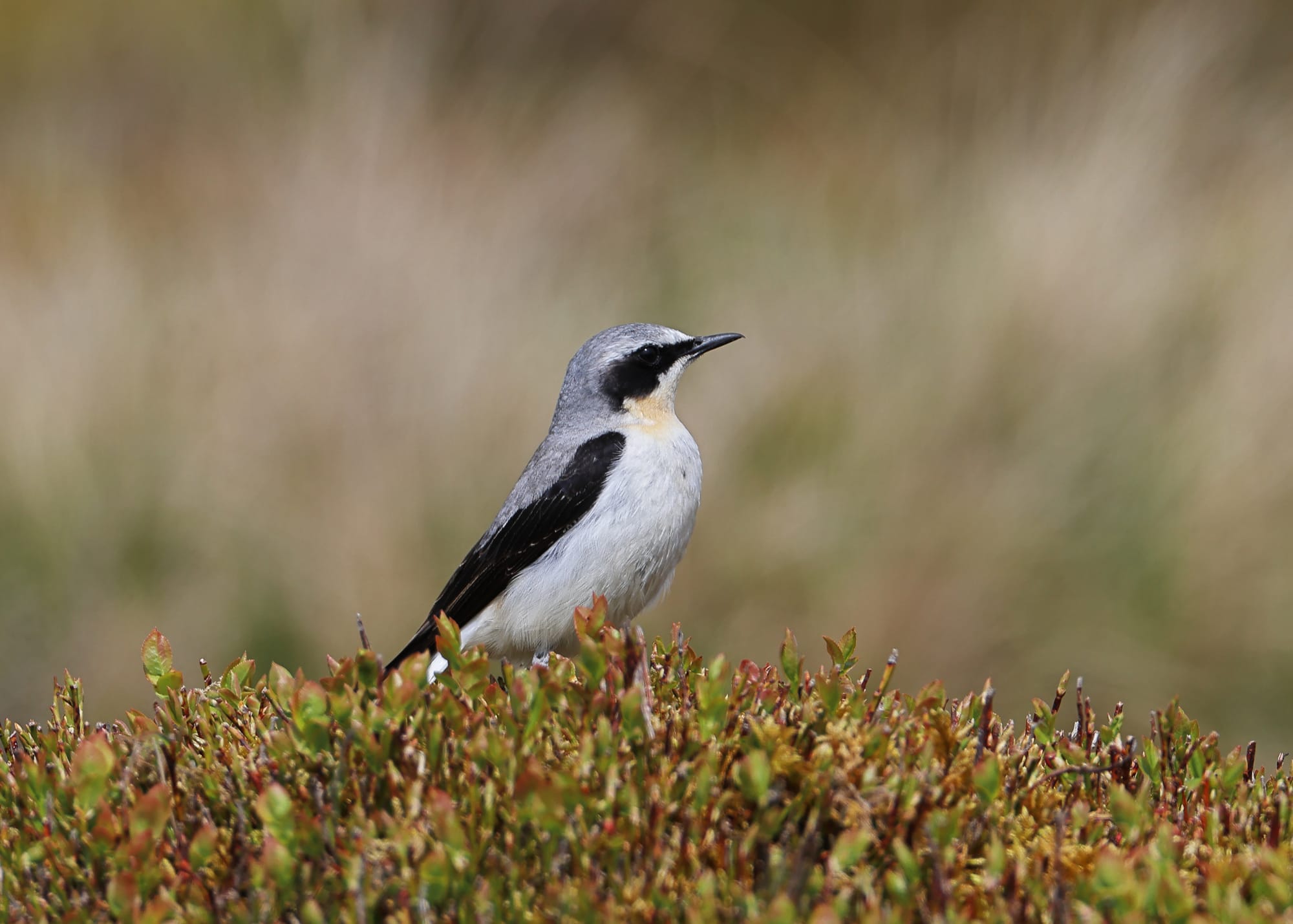 Wheatear