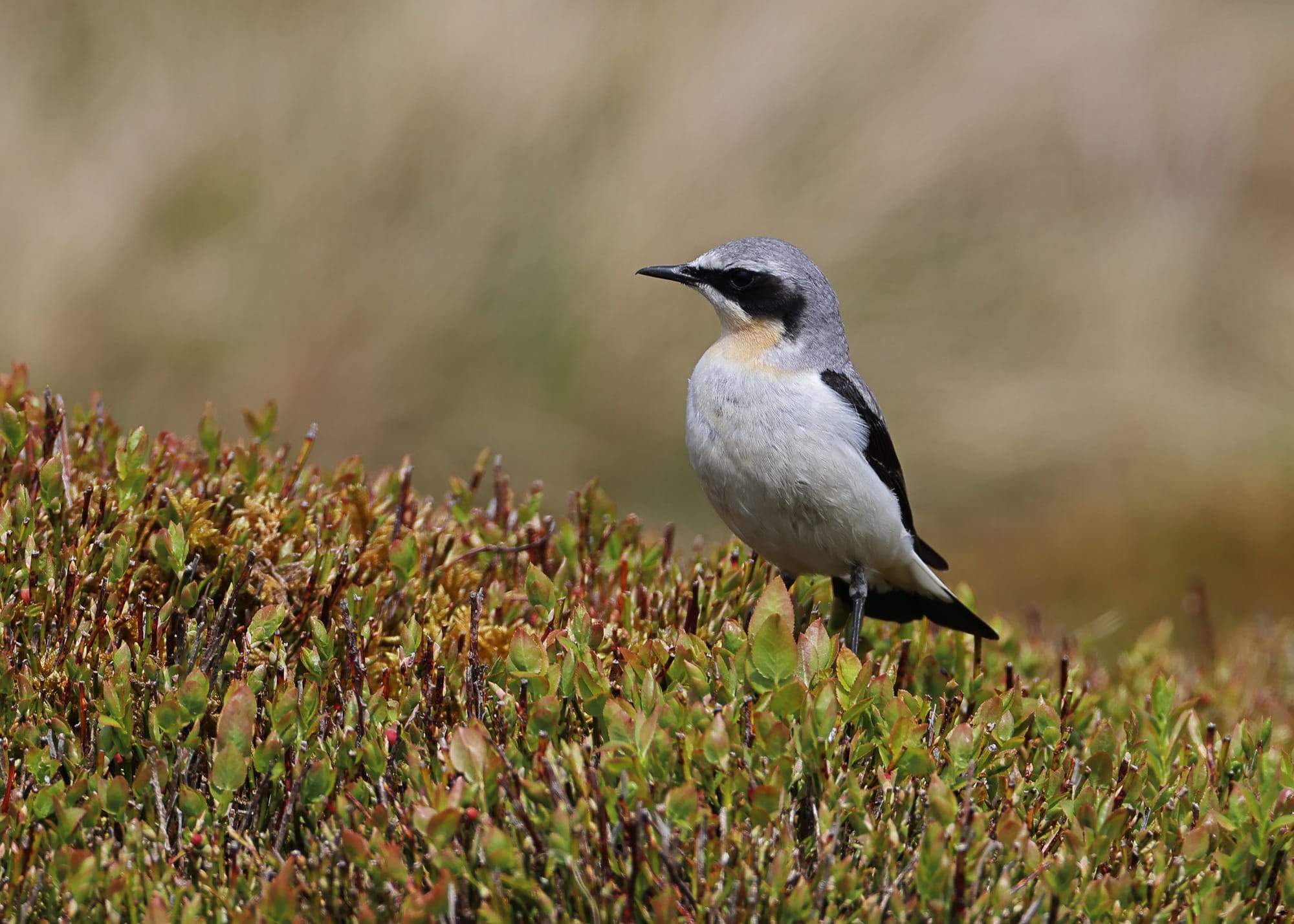 Wheatear