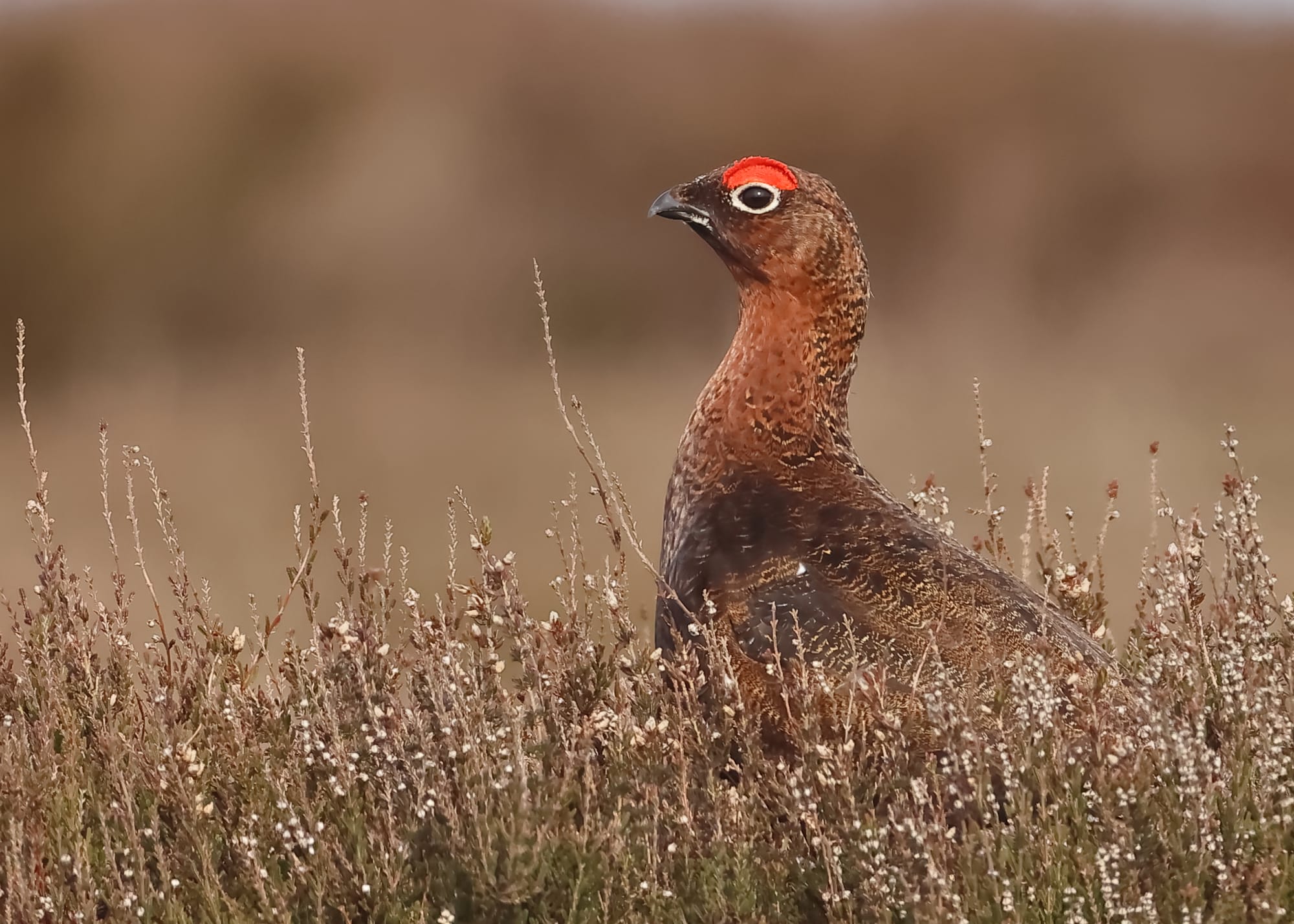 Red Grouse