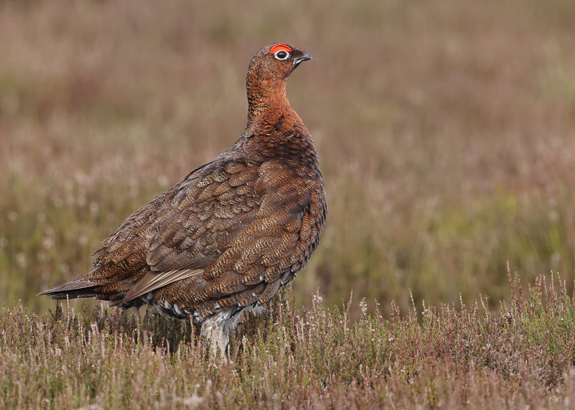 Red Grouse