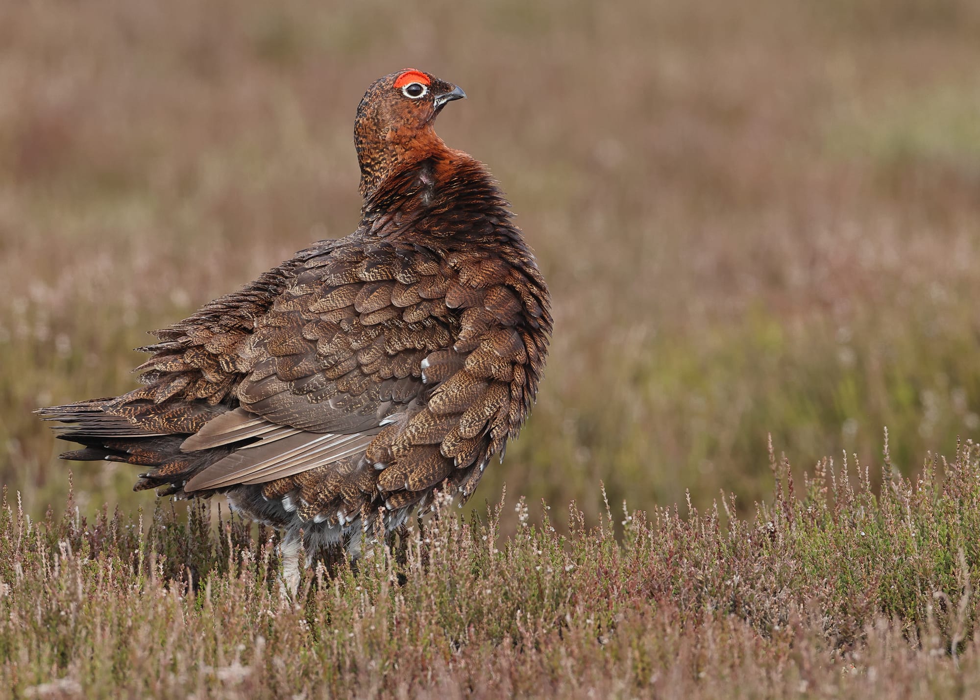 Red Grouse